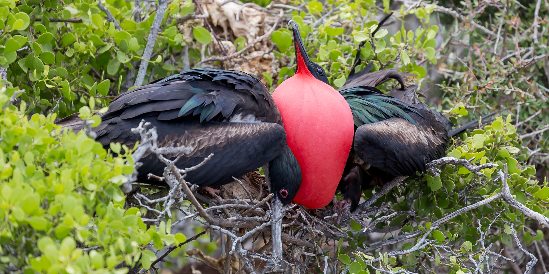 Santa Cruz Canton, Galápagos, Ecuador [Apr 2022]