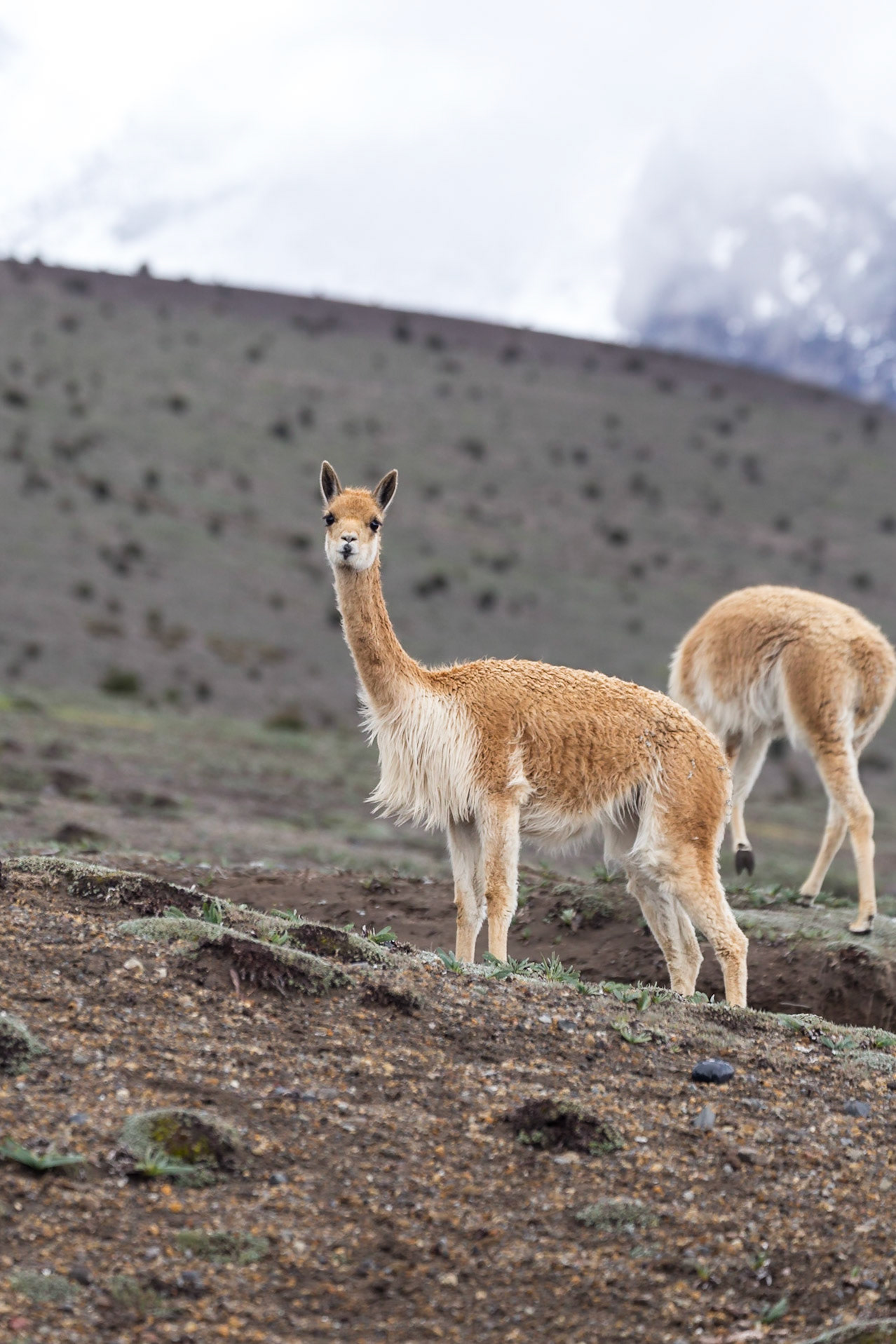 Riobamba Canton, Chimborazo, Ecuador [Mar 2022]