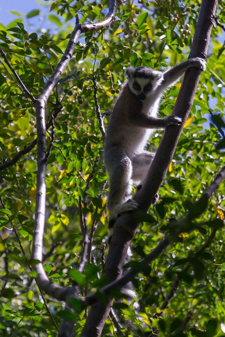 Anja Community Reserve, Haute Matsiatra, Madagascar [Apr 2019]