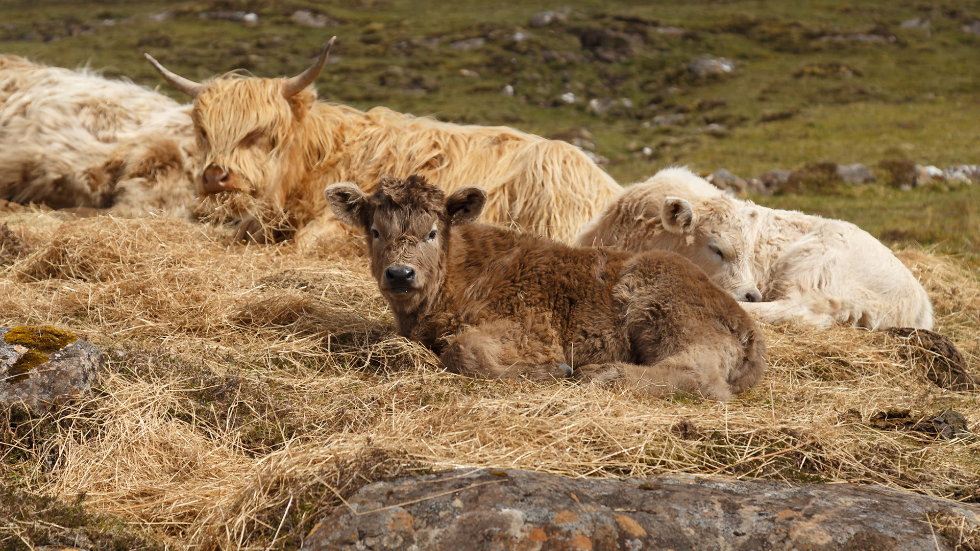 Portree, Scotland, United Kingdom [May 2026]