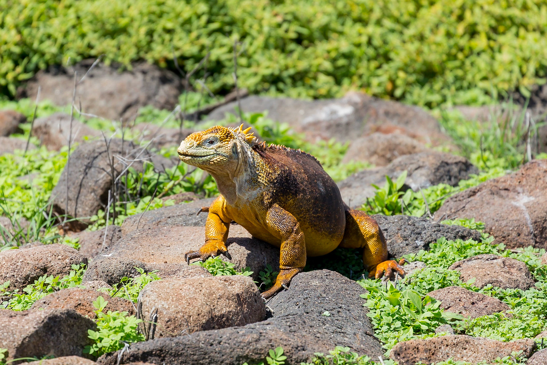 Santa Cruz Canton, Galápagos, Ecuador [Apr 2022]