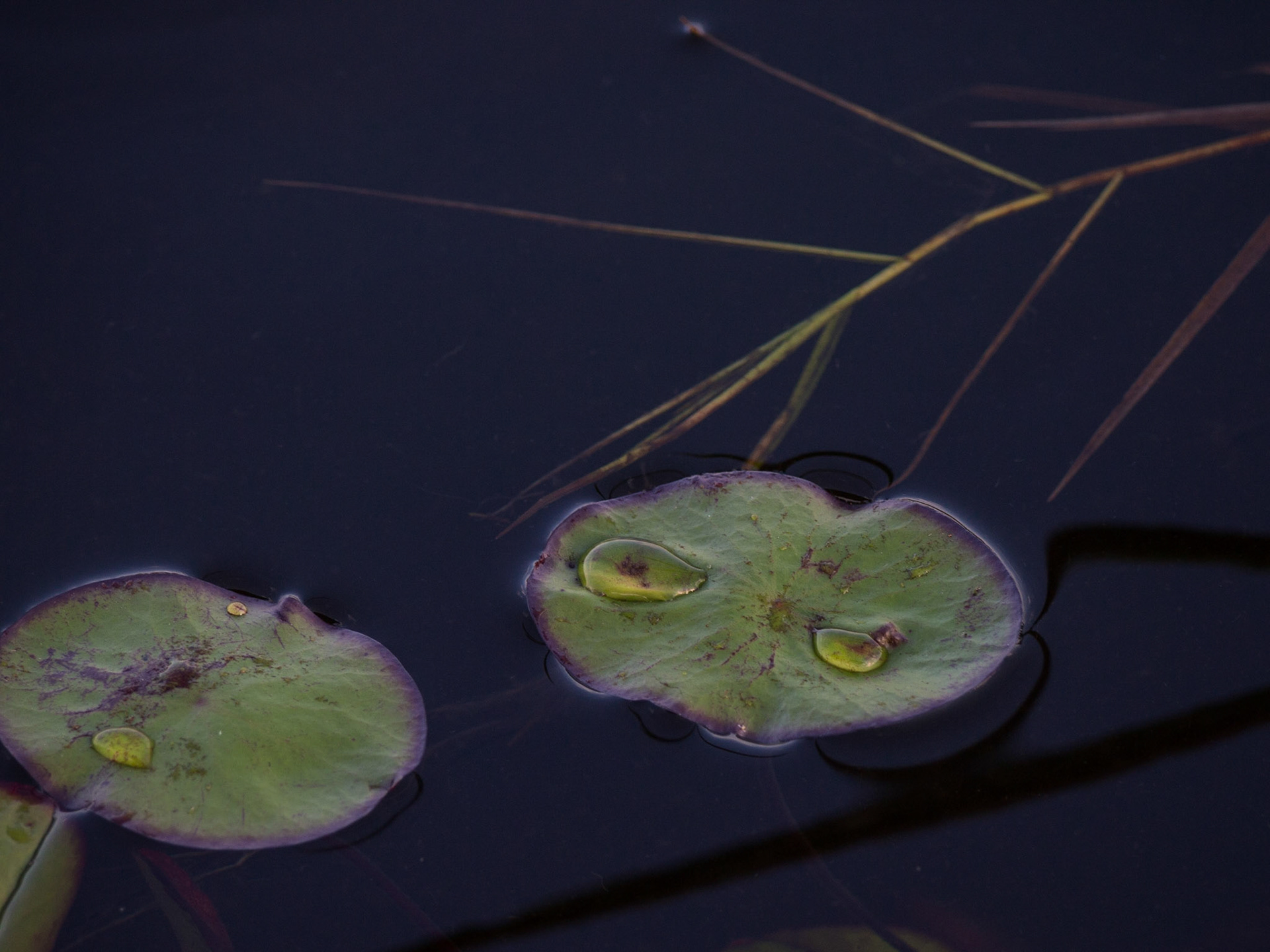 , North West, Botswana [Apr 2014]