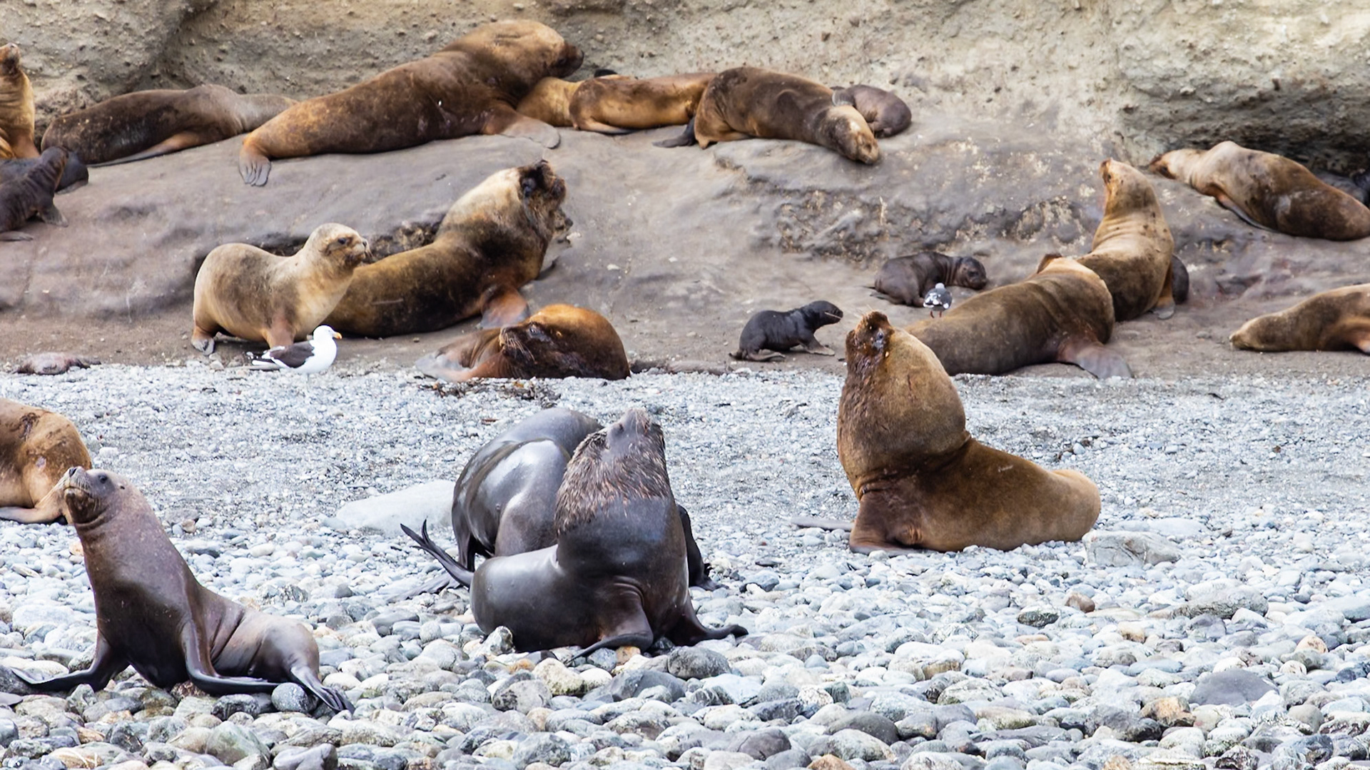 Punta Arenas, Magellan and the Chilean Antarctic, Chile [Jan 2024]
