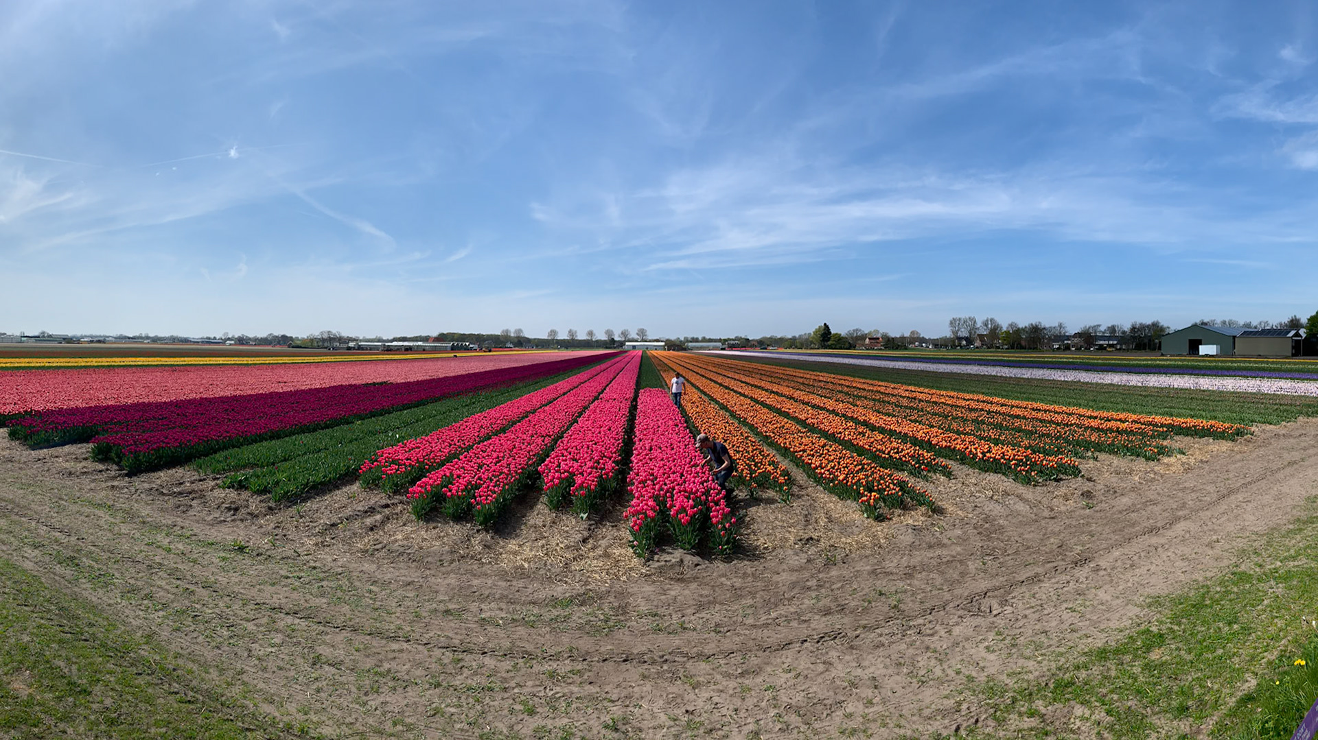 Hillegom, South Holland, Netherlands [Apr 2025]