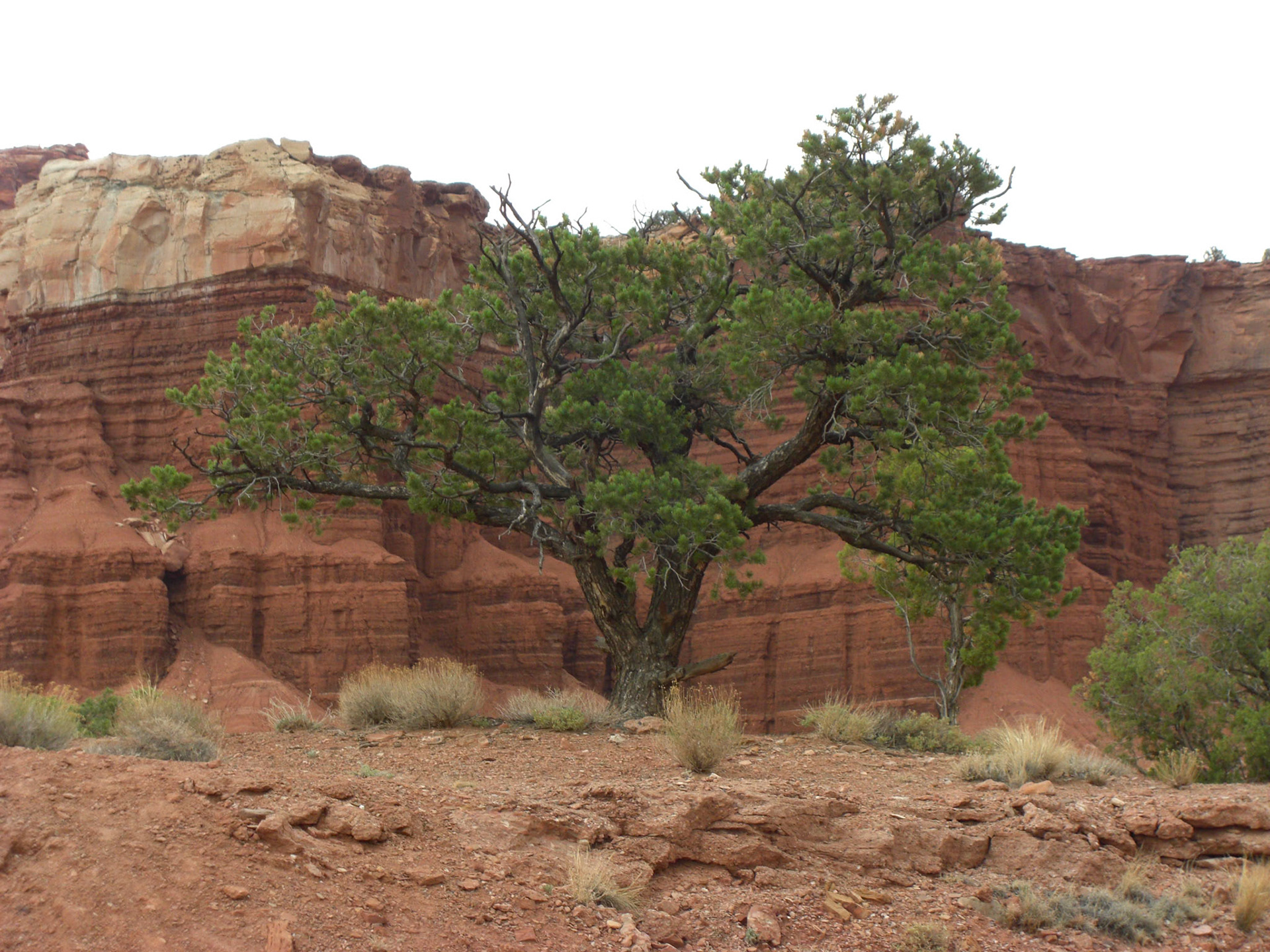 080825 - USA - Capitol Reef NP - Goose Necks - Camp Cannonville