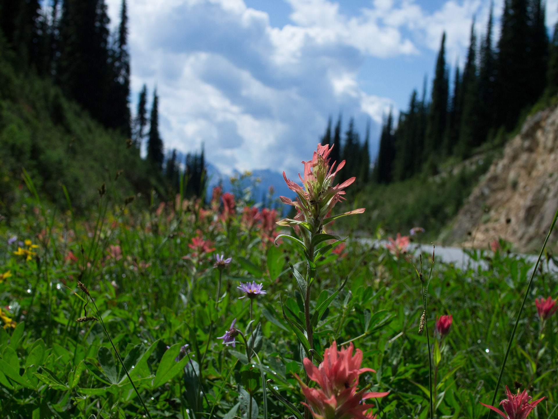 Columbia-Shuswap Regional District, British Columbia, Canada [Aug 2014]