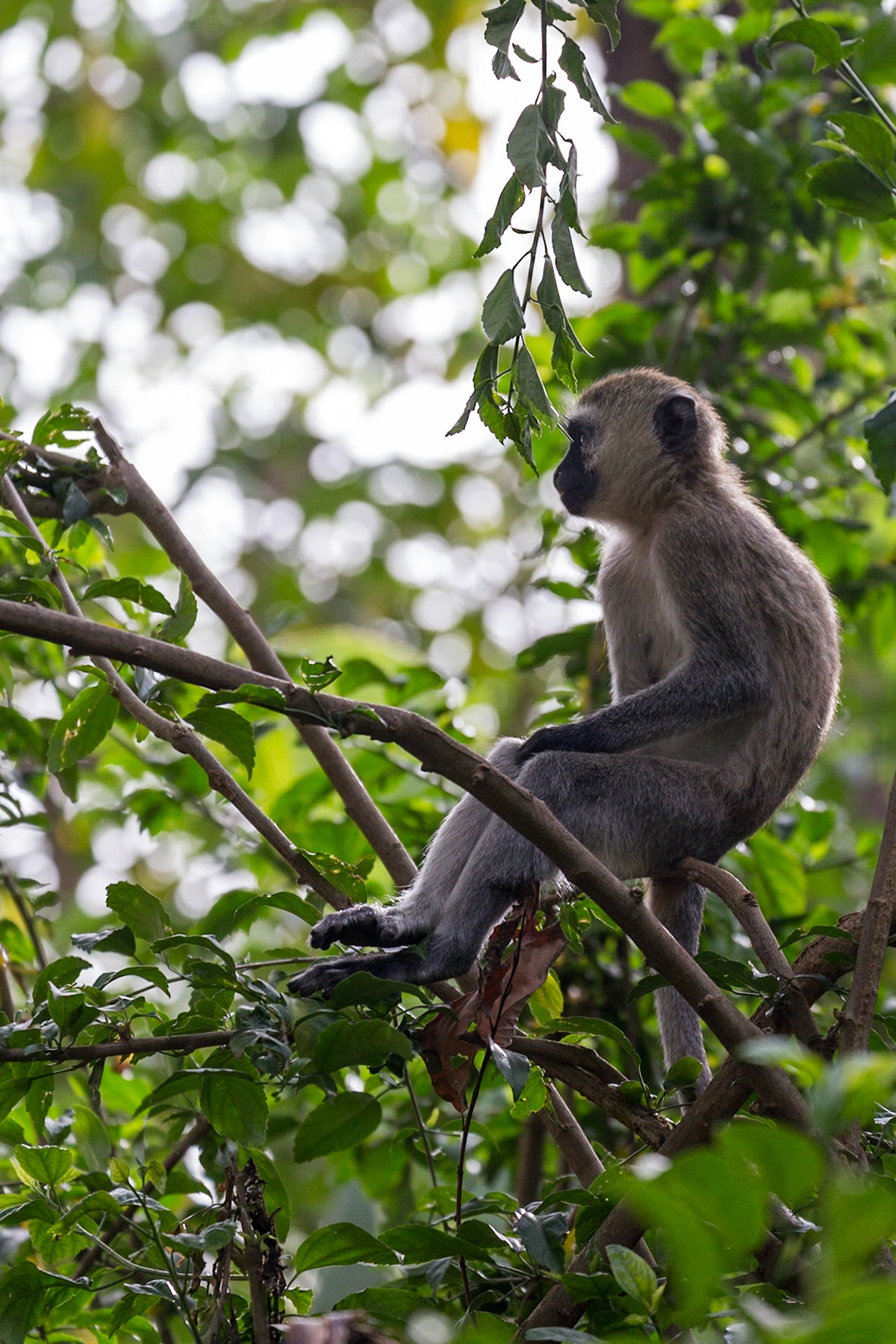 , Arusha, Tanzania [Jan 2023]