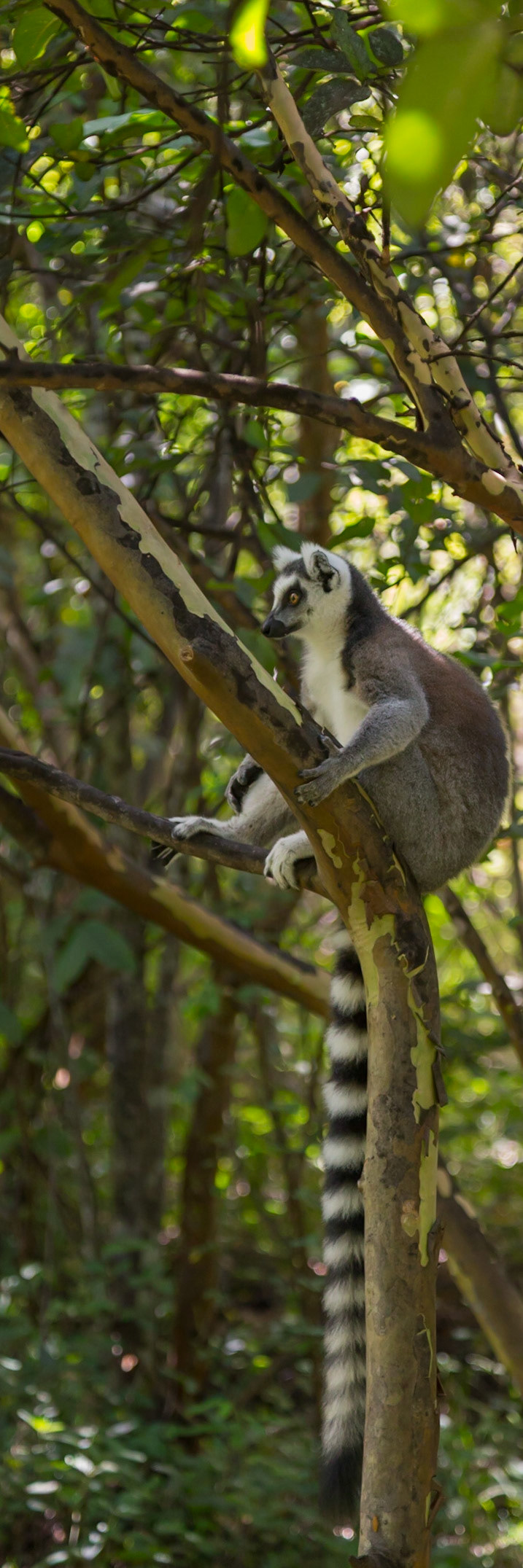 Anja Community Reserve, Haute Matsiatra, Madagascar [Apr 2019]