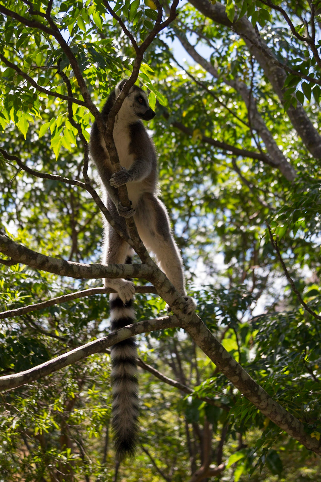 Anja Community Reserve, Haute Matsiatra, Madagascar [Apr 2019]