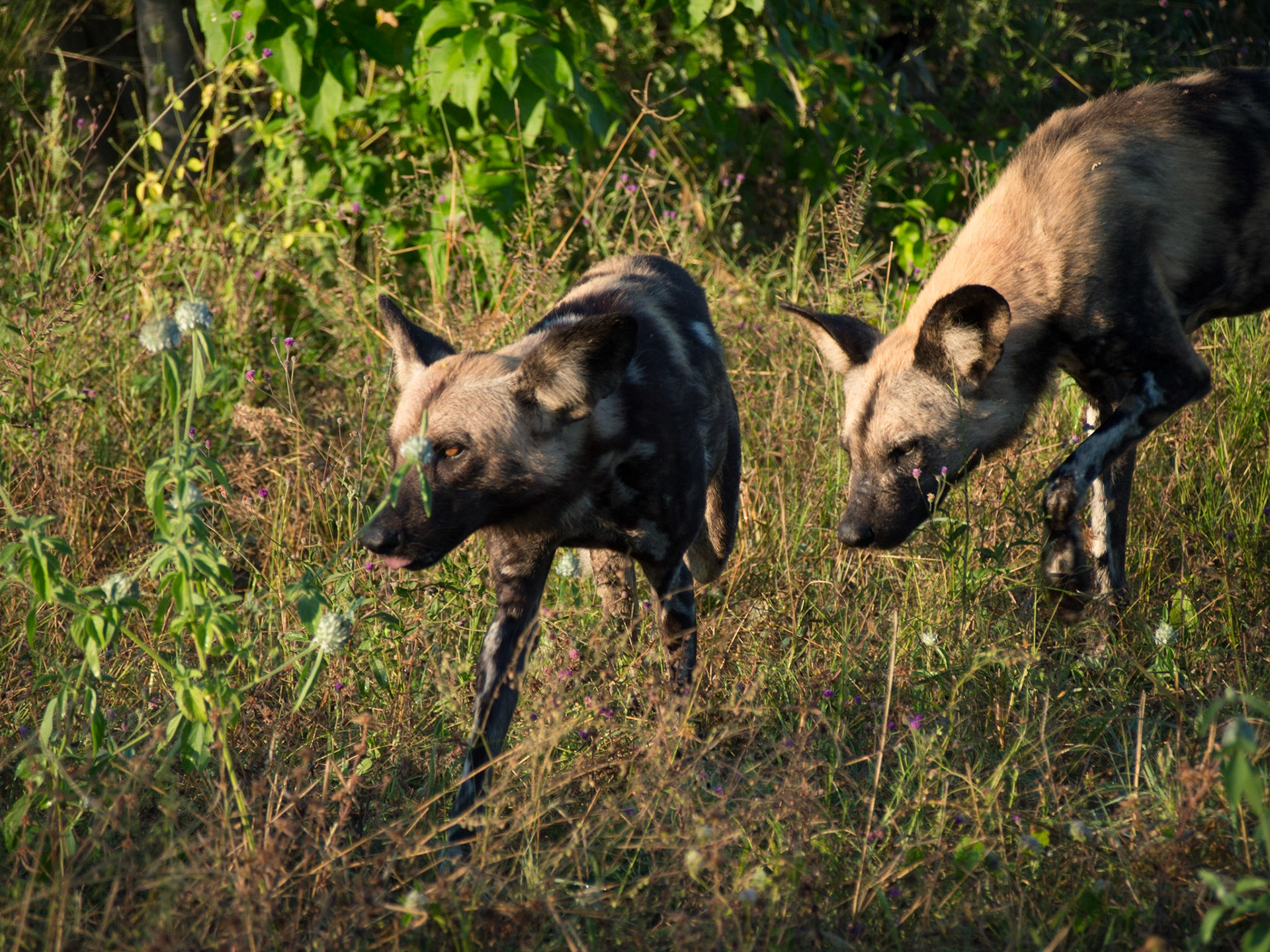 , North West, Botswana [Apr 2014]