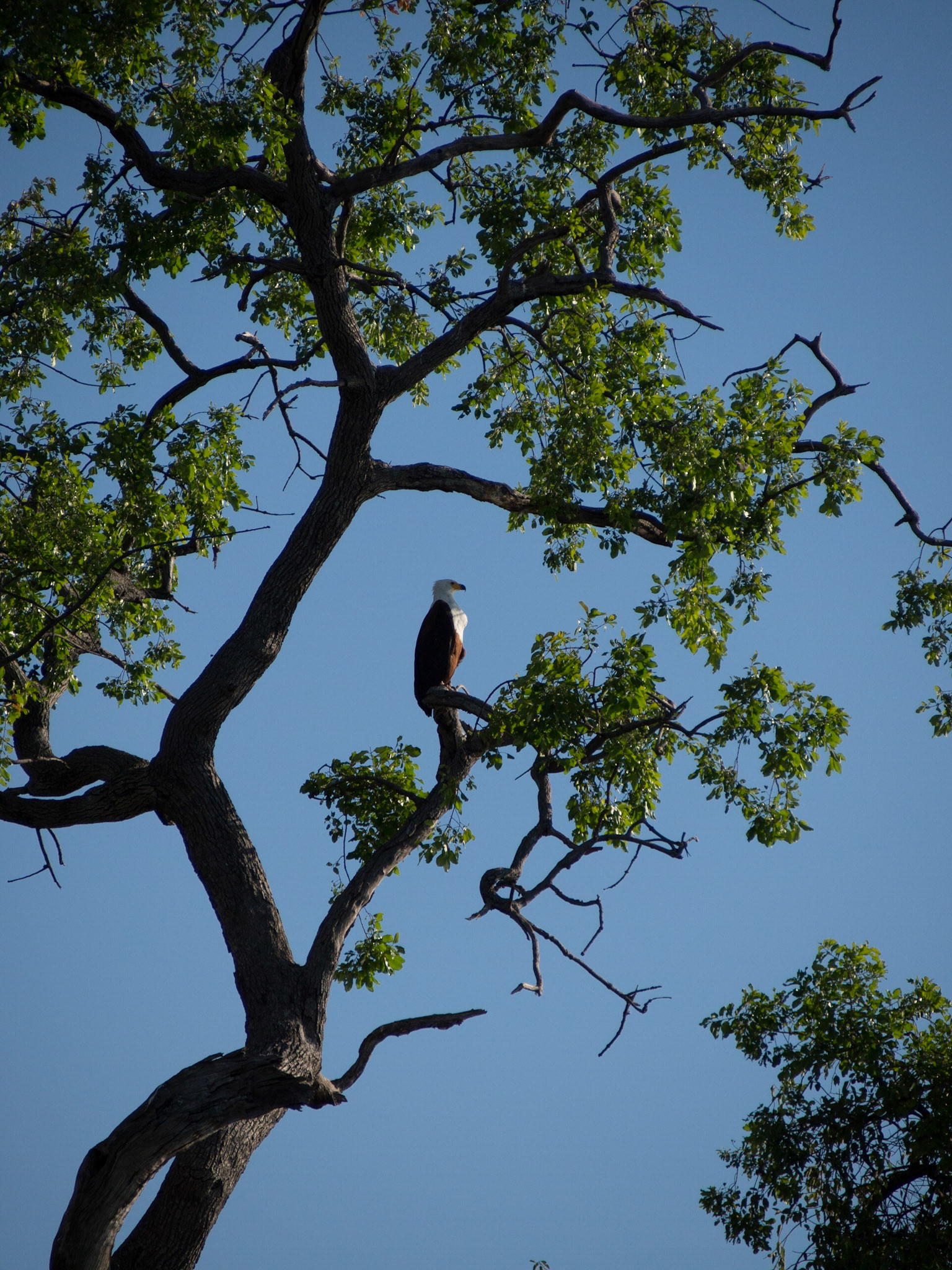 , North West, Botswana [Apr 2014]