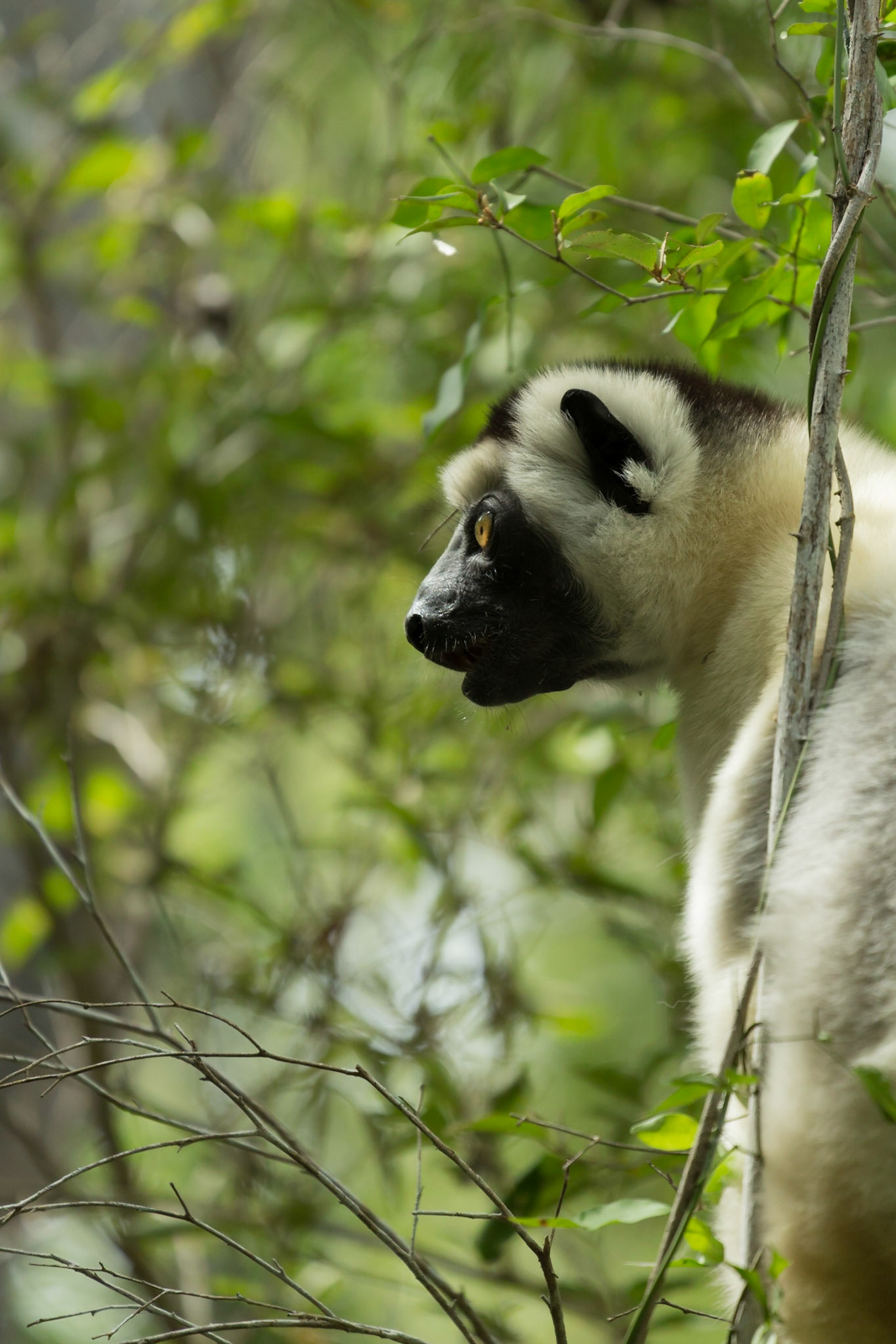 Kirindy, Toliara, Madagascar [Apr 2019]