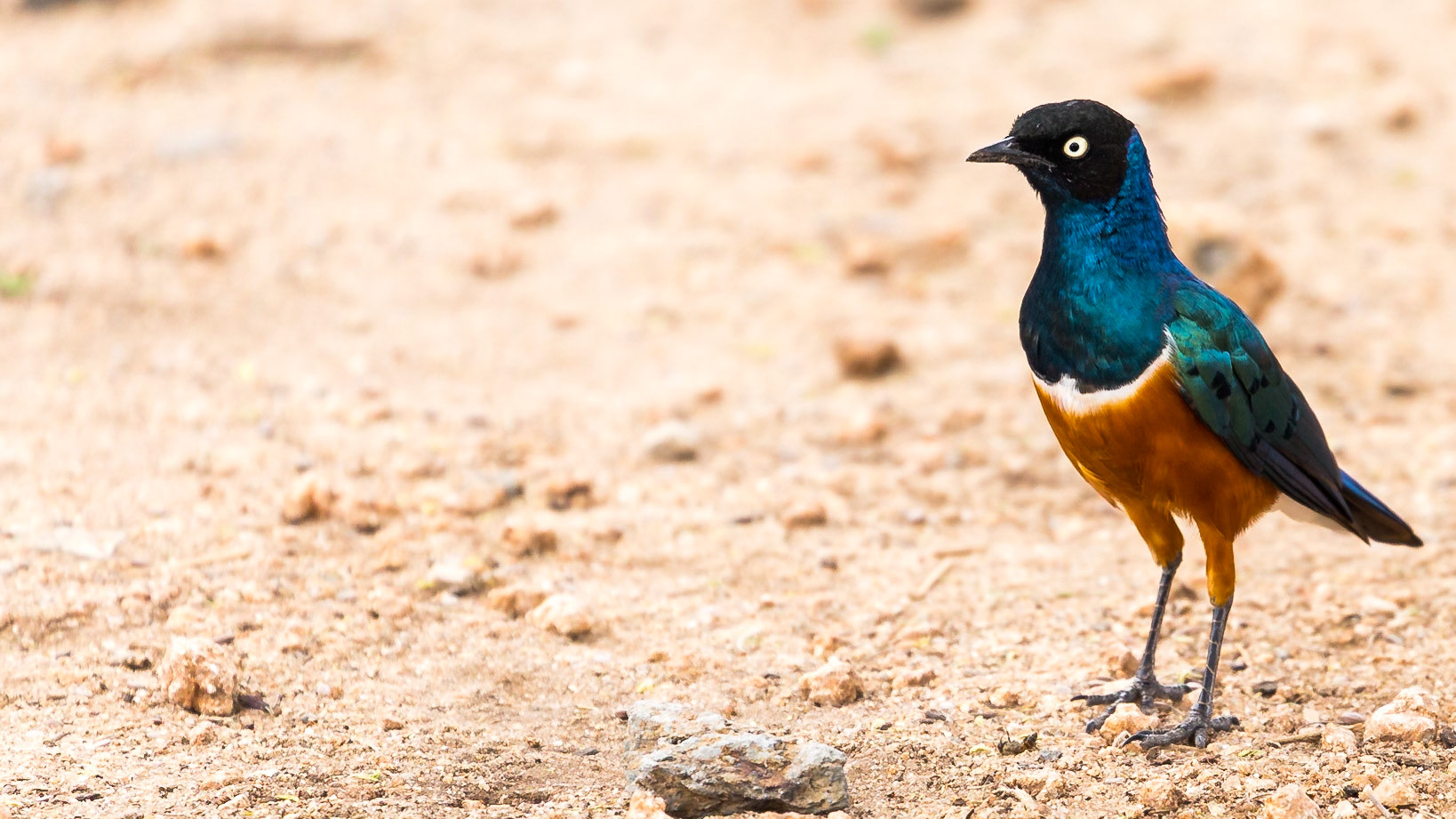 , Manyara, Tanzania [Jan 2023]