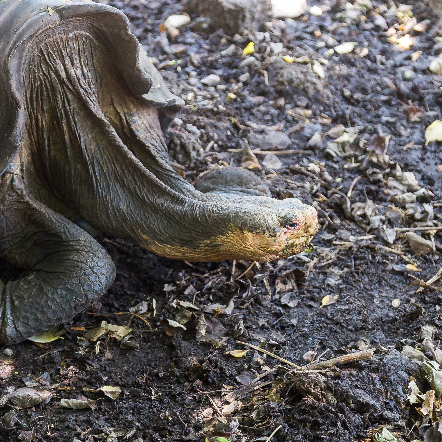 Santa Cruz Canton, Galápagos, Ecuador [Apr 2022]
