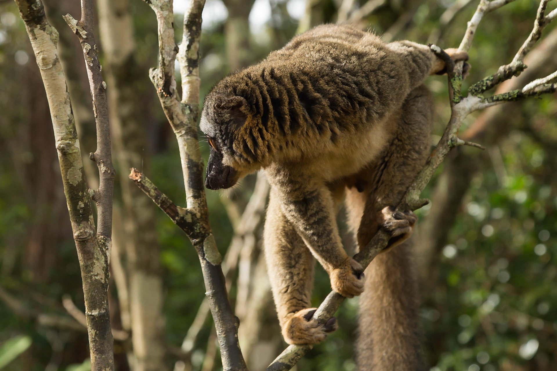 Vakona, Andasibe-Mantadia, Madagascar [Apr 2019]