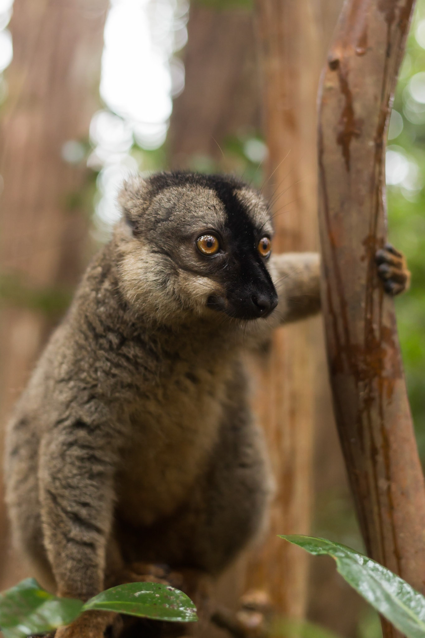 Vakona, Andasibe-Mantadia, Madagascar [Apr 2019]
