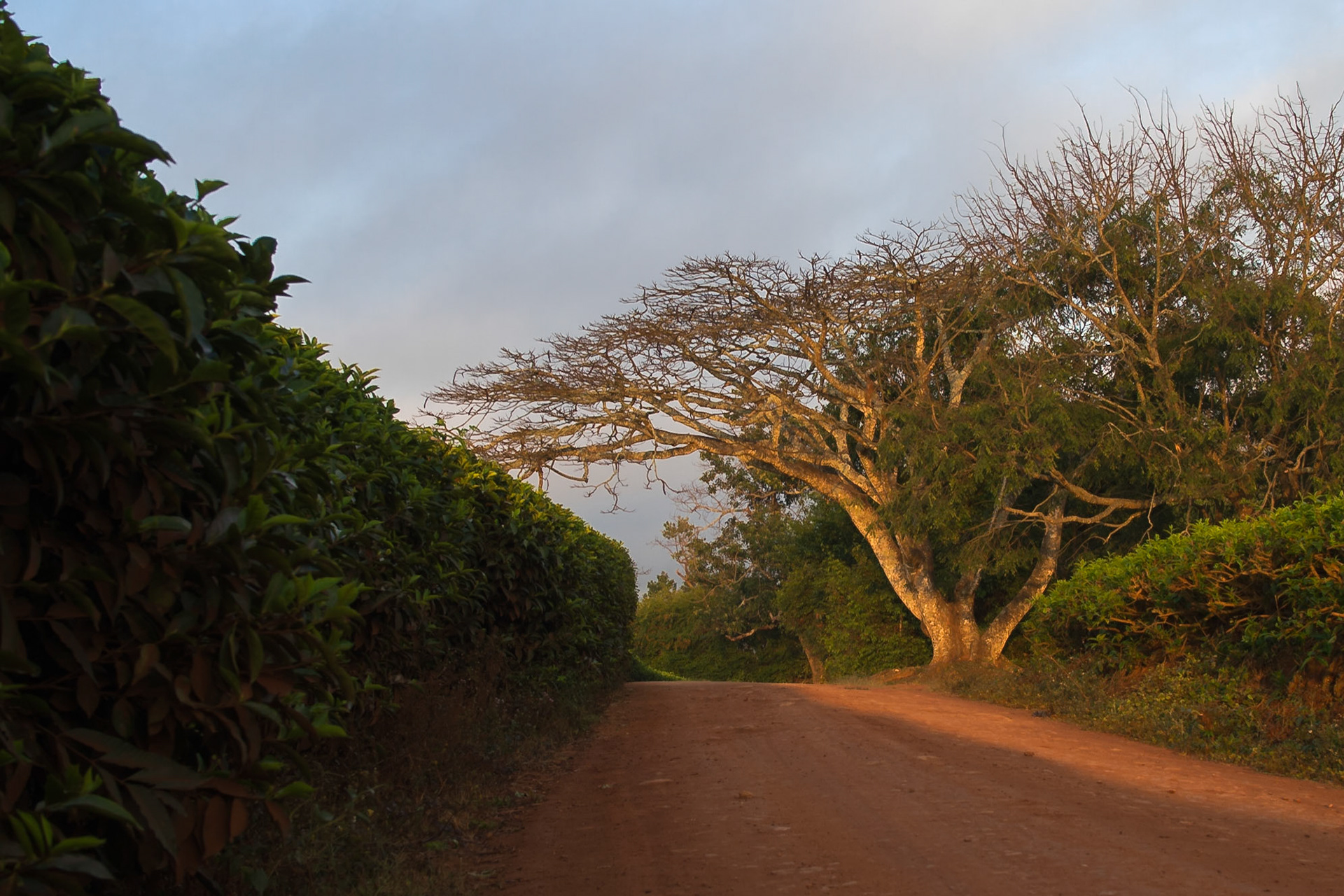 Thyolo, Southern Region, Malawi [Aug 2016]