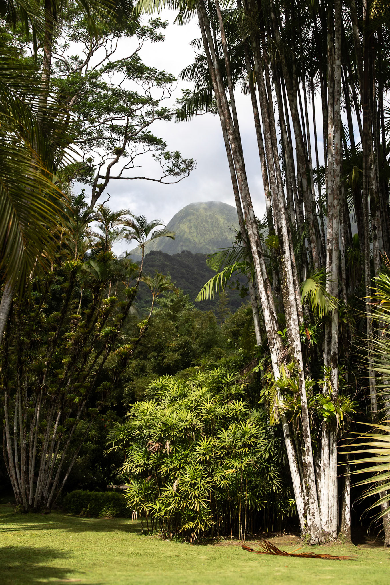 Jardin de Balata, Fort-de-France, Martinique [Jan 2025]