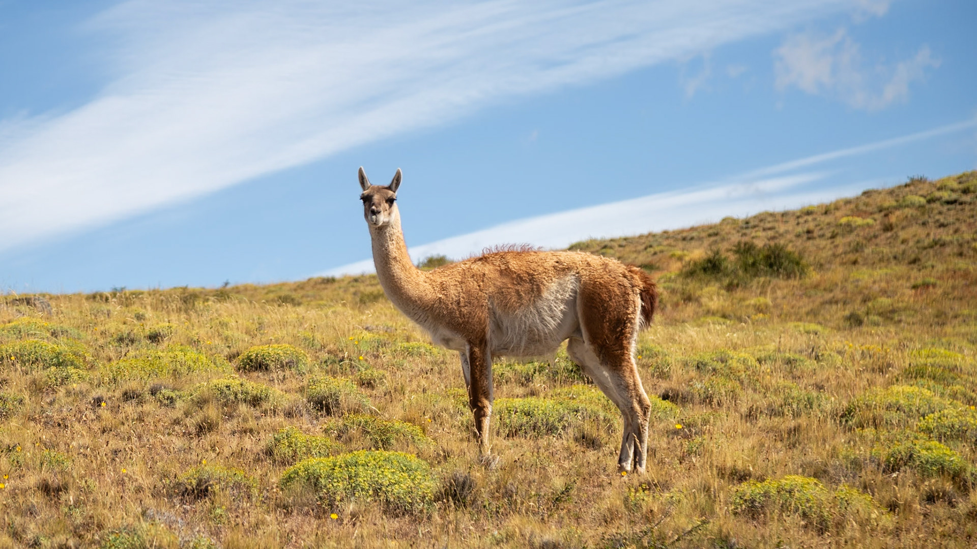 Torres del Paine, Magellan and the Chilean Antarctic, Chile [Feb 2024]