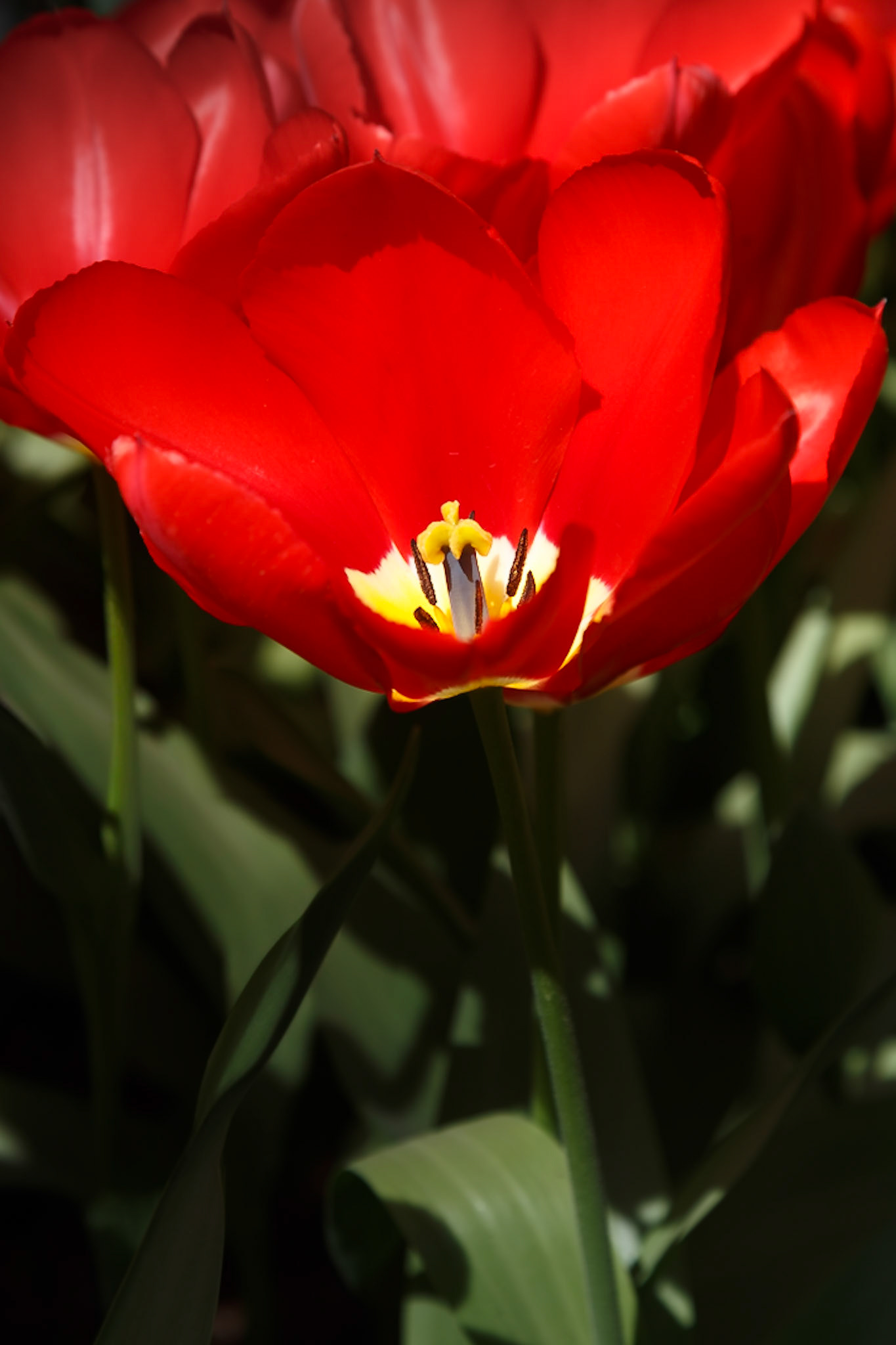 Lisse, South Holland, Netherlands [Apr 2025]