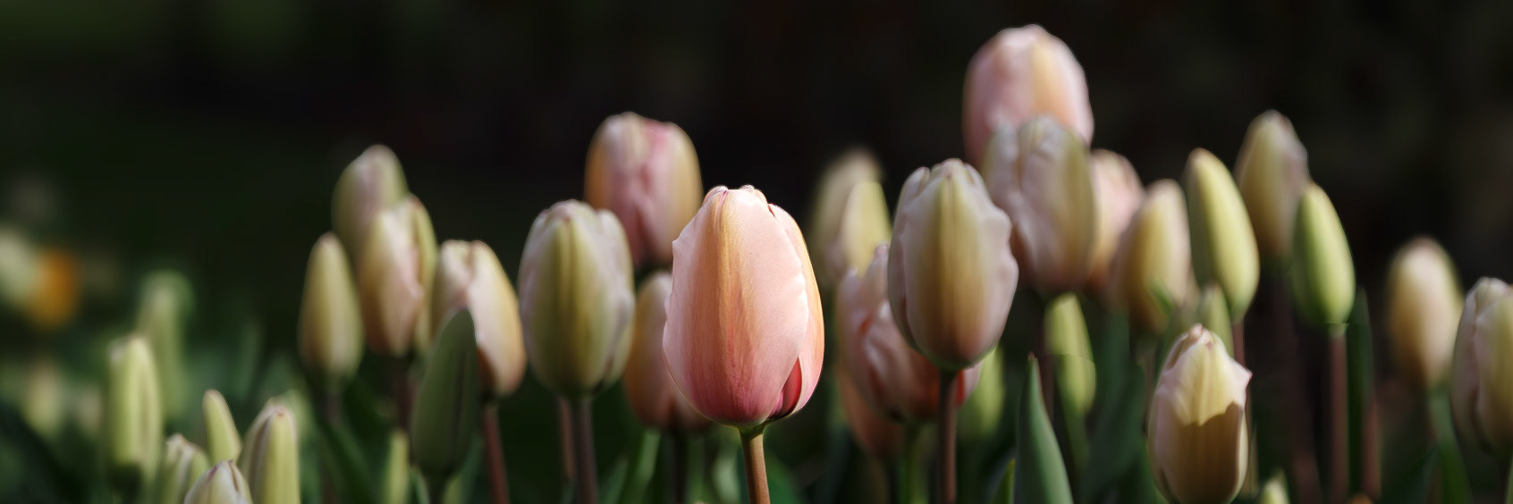 Lisse, South Holland, Netherlands [Apr 2025]