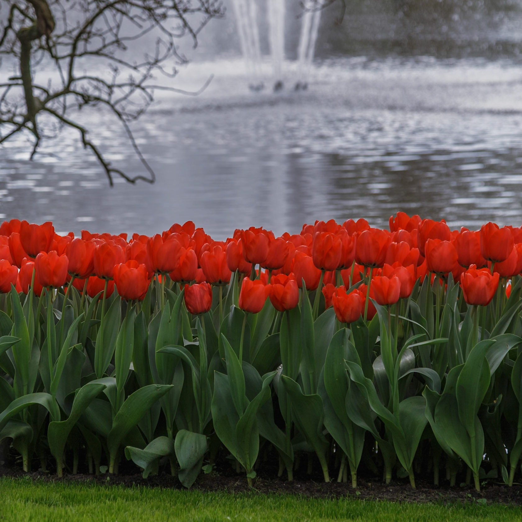 Lisse, South Holland, Netherlands [Apr 2025]