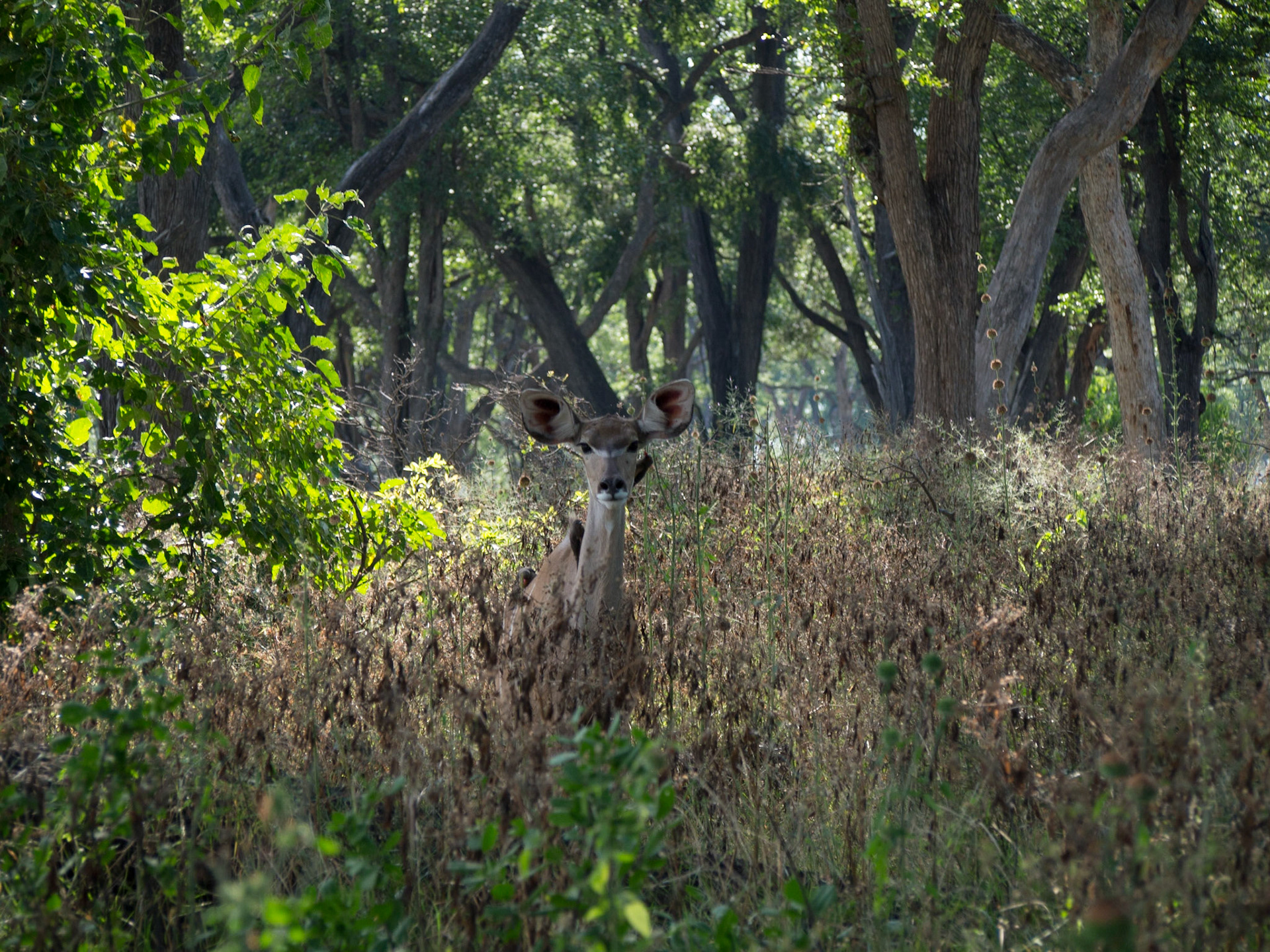 , North West, Botswana [Apr 2014]