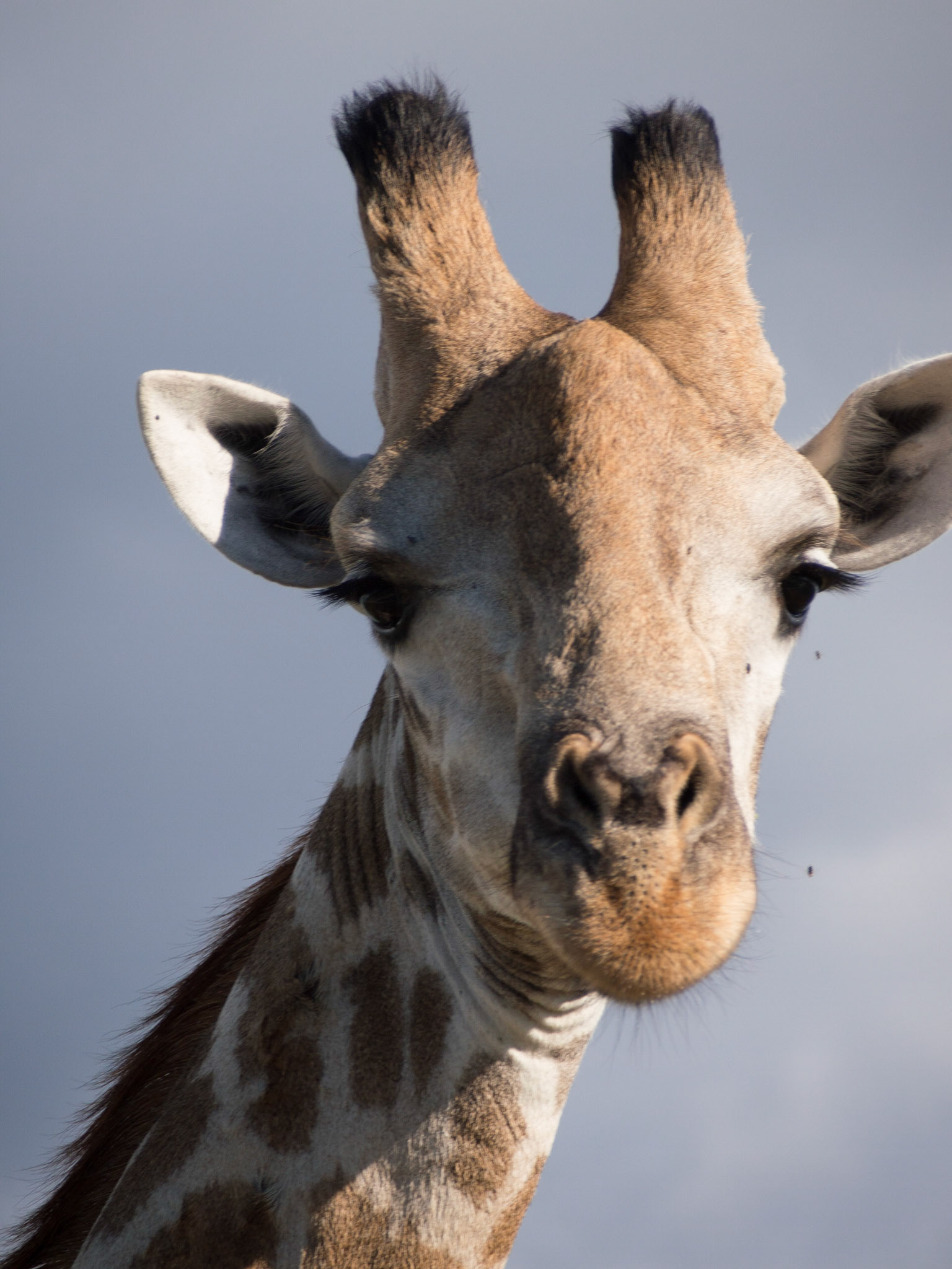 , North West, Botswana [Apr 2014]