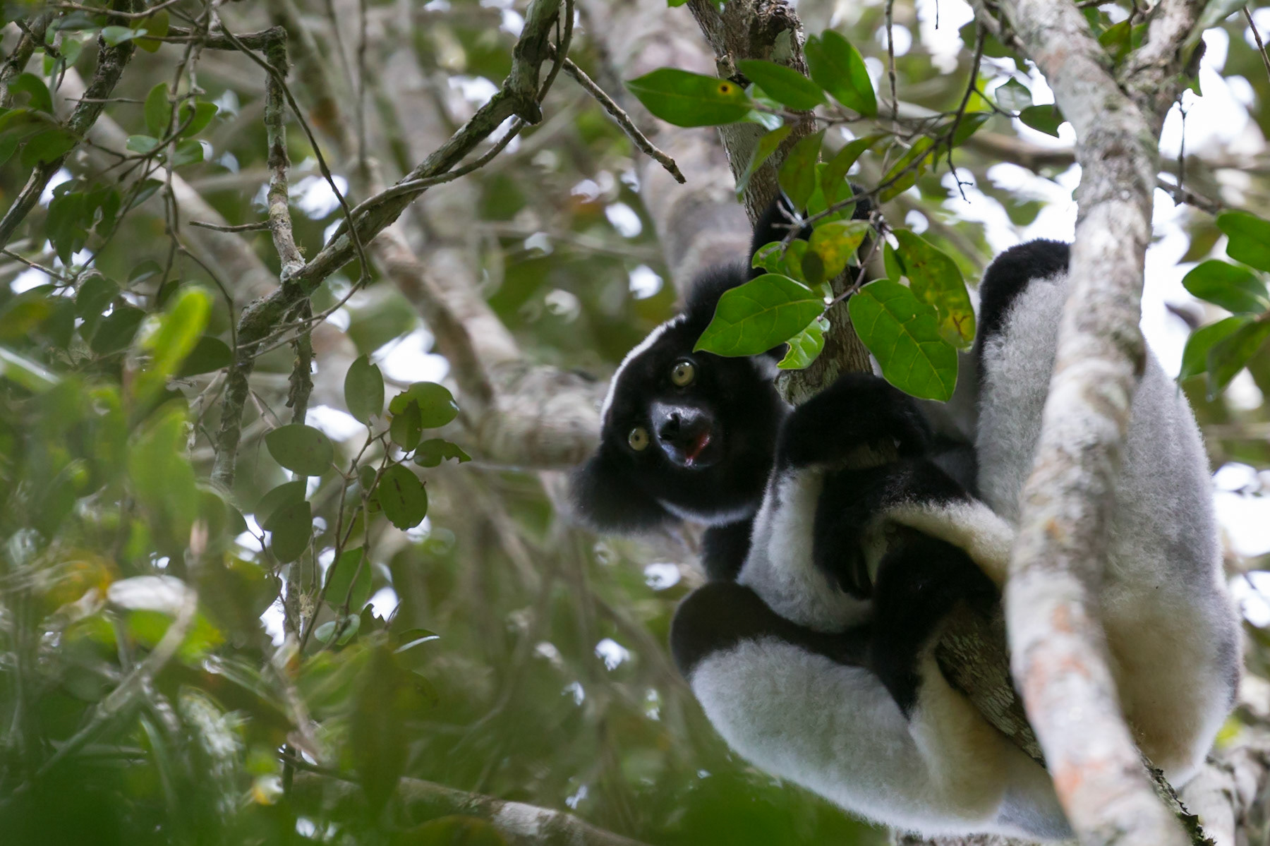 Andasibe, Analamazaotra, Madagascar [Apr 2019]