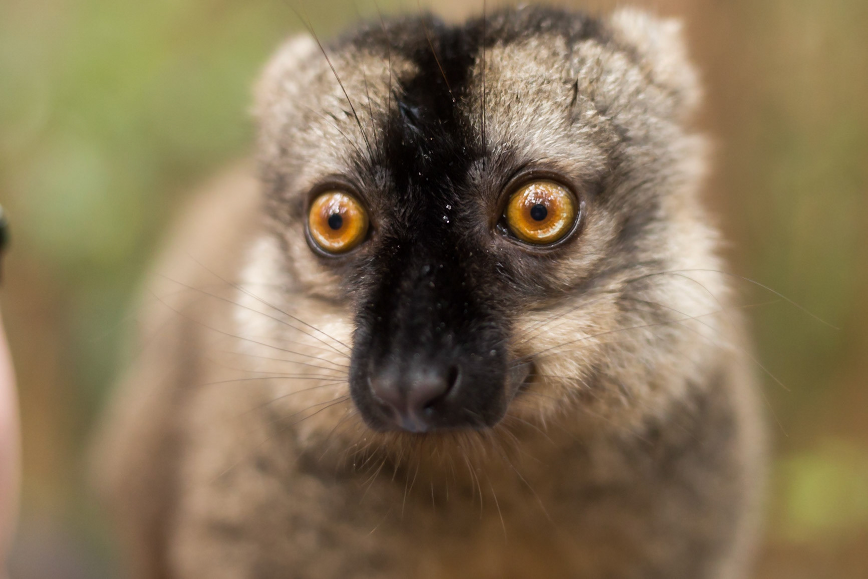 Vakona, Andasibe-Mantadia, Madagascar [Apr 2019]