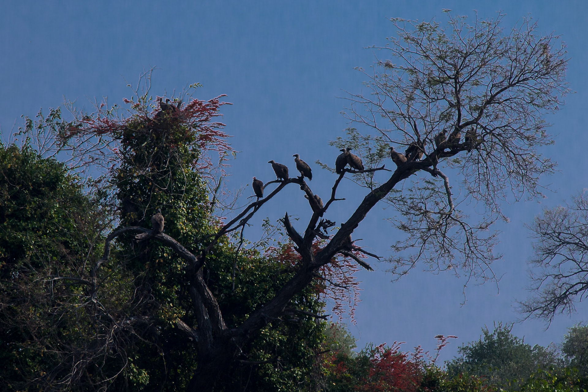 Majete Wildlife Reserve, Southern Region, Malawi [Aug 2016]