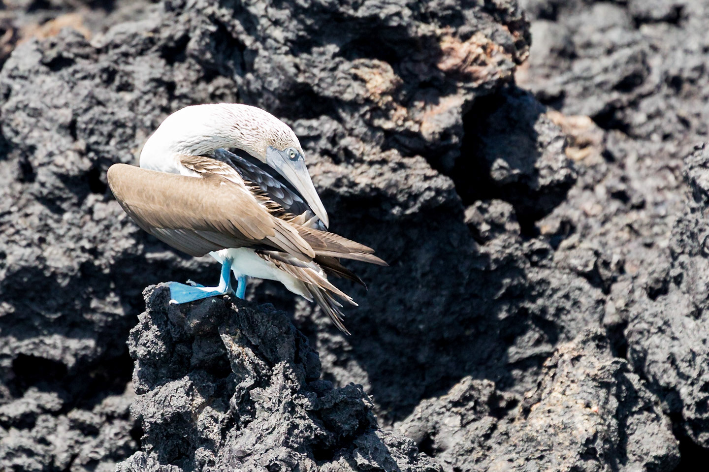 Isabela Canton, Galápagos, Ecuador [Apr 2022]