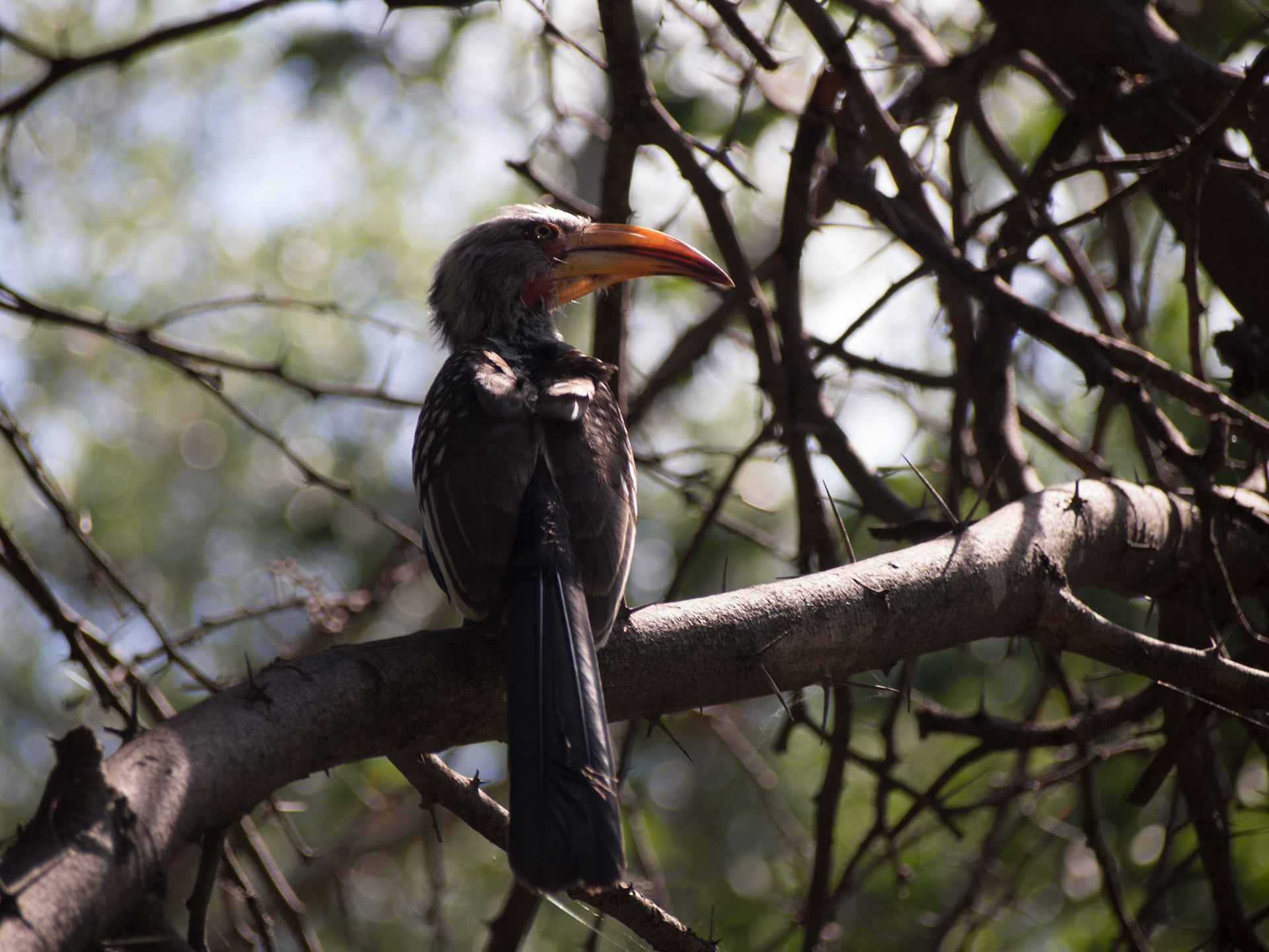 Savuti, North West, Botswana [Apr 2014]