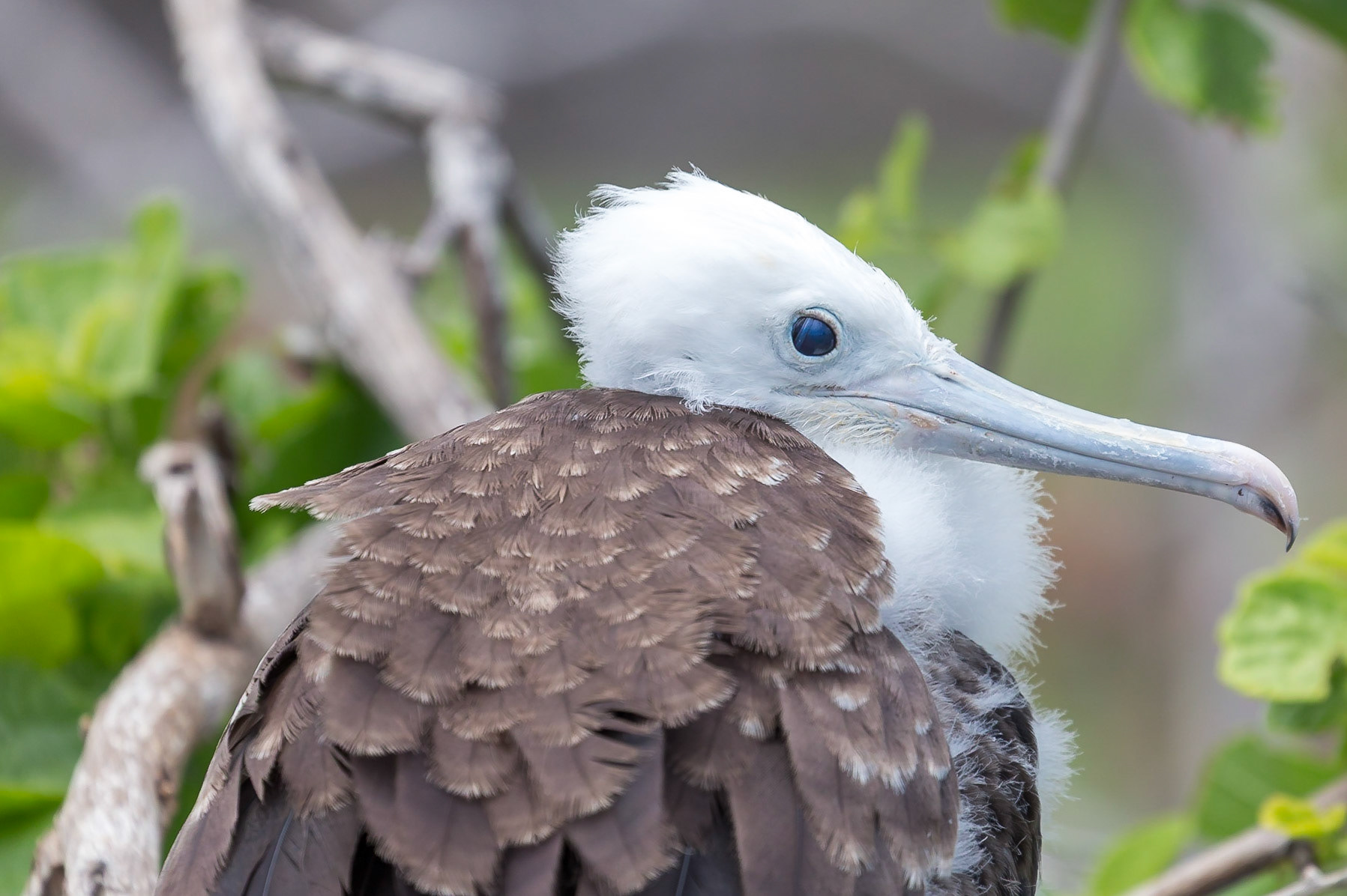 Santa Cruz Canton, Galápagos, Ecuador [Apr 2022]