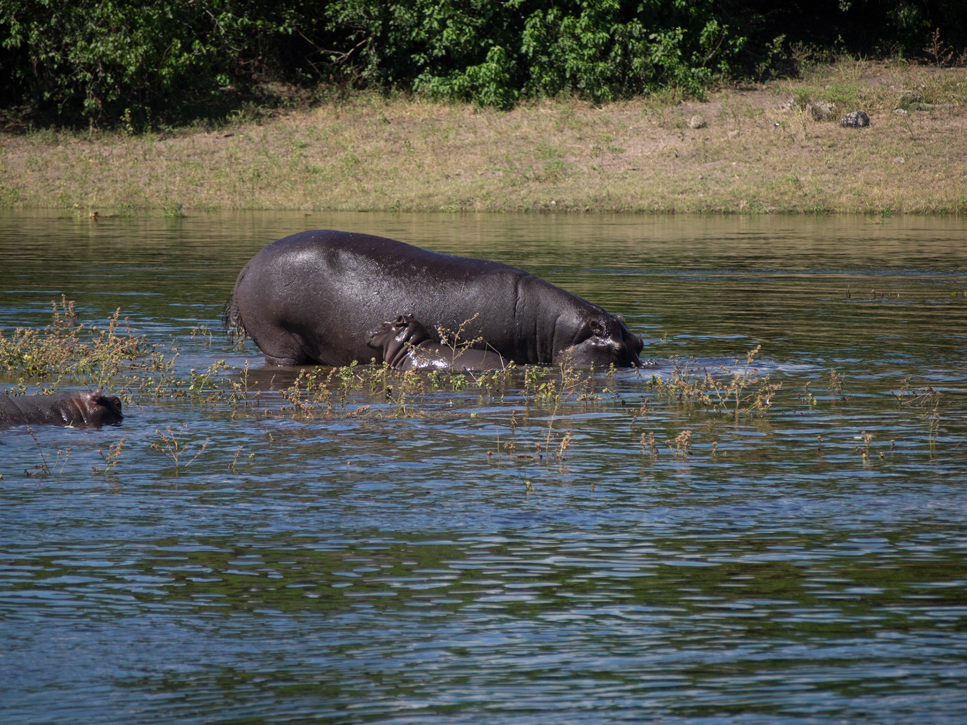 , North West, Botswana [Apr 2014]