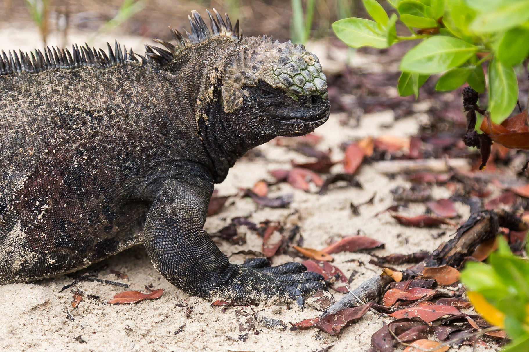 Isabela Canton, Galápagos, Ecuador [Mar 2022]