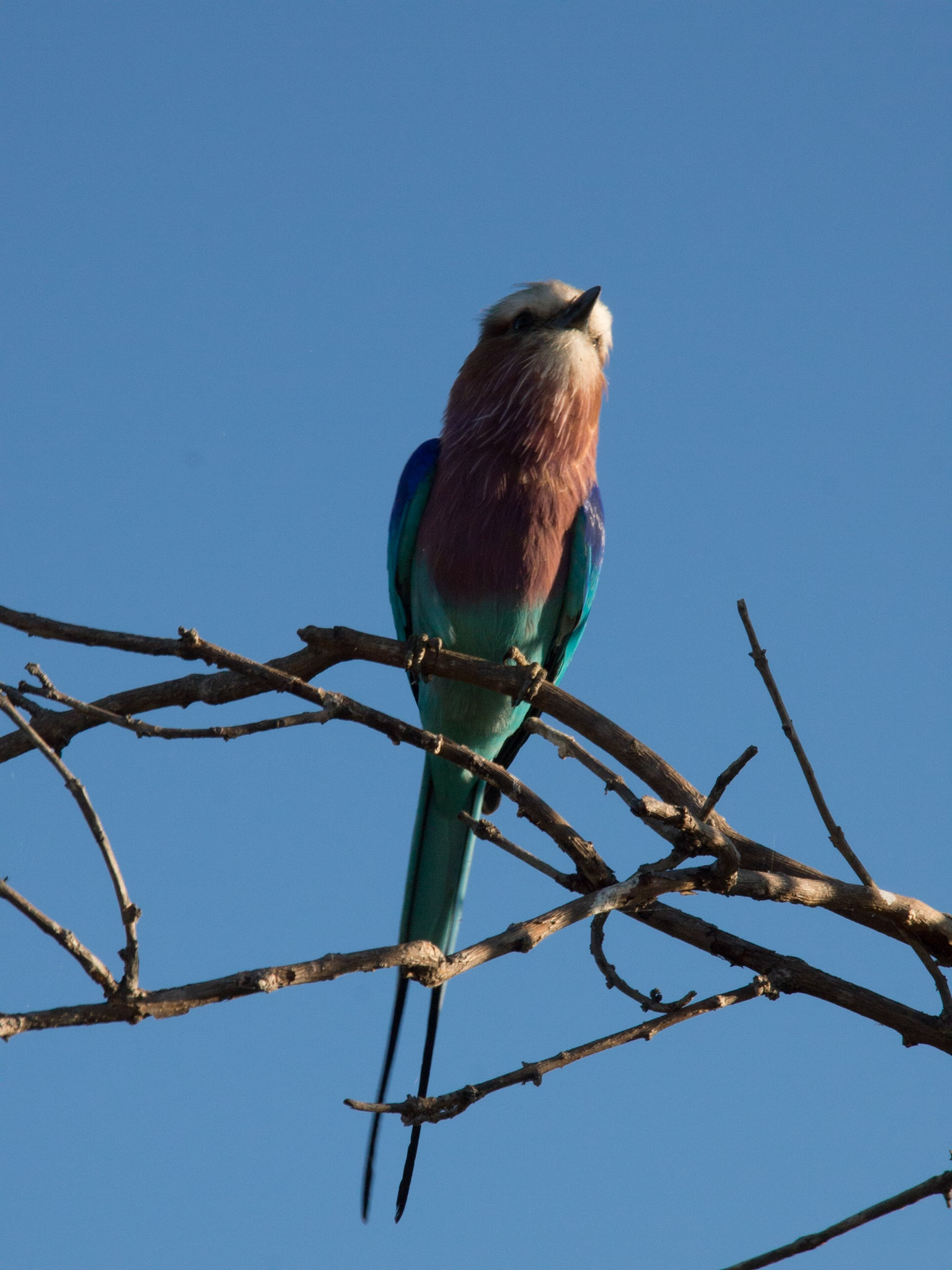 , North West, Botswana [Apr 2014]
