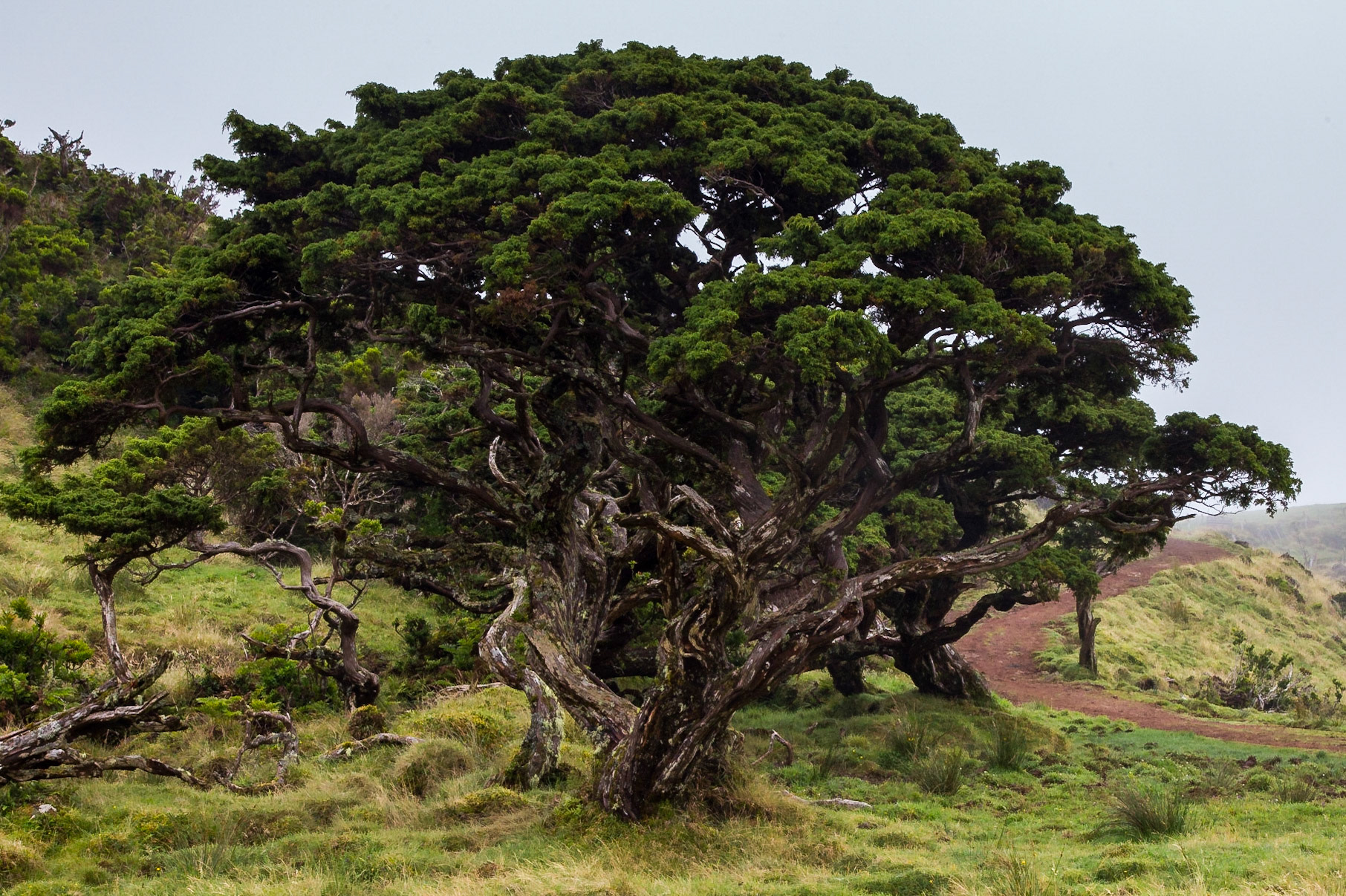 São Roque do Pico, Azores, Portugal [Aug 2019]