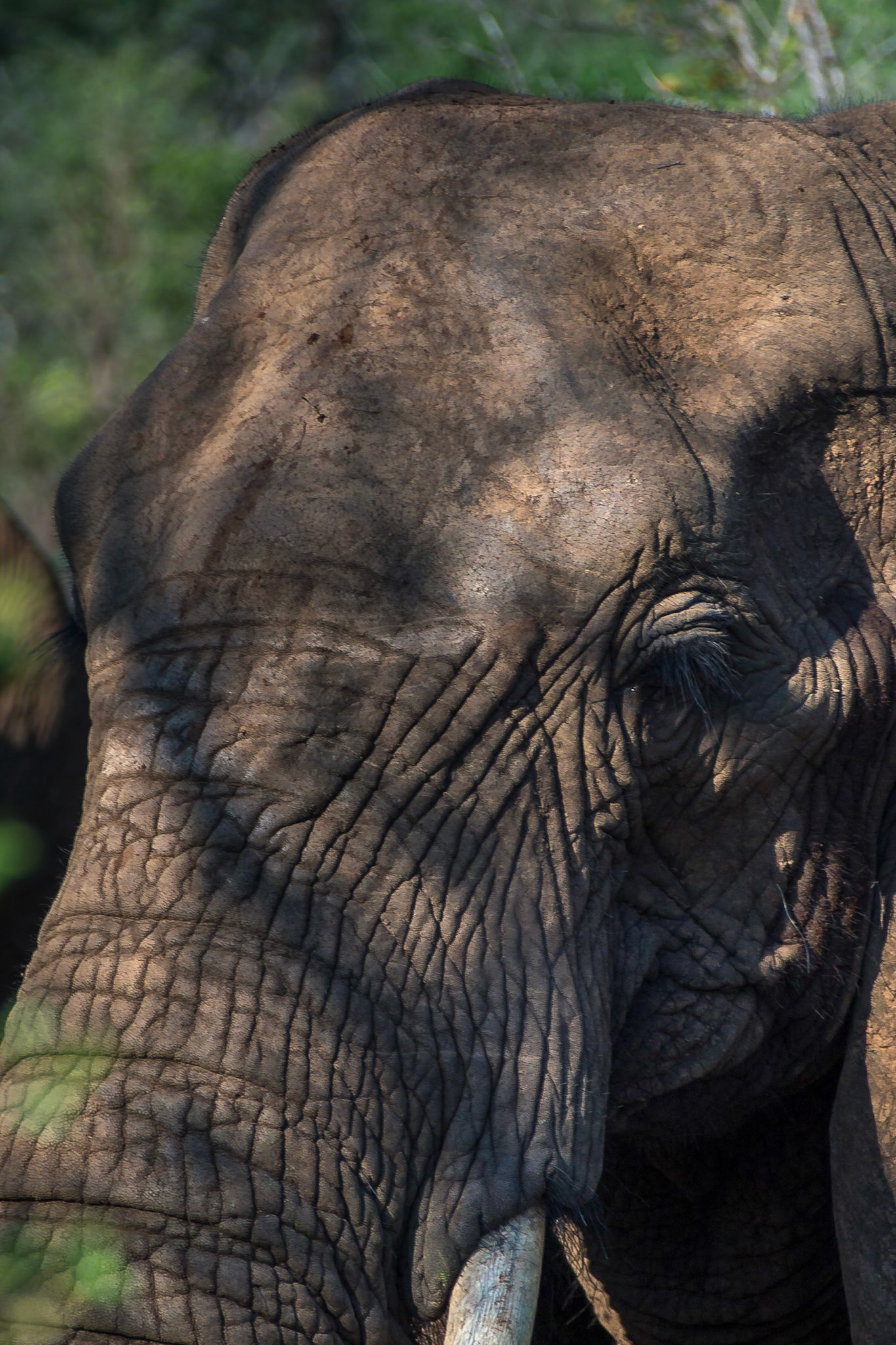 Makalali, Limpopo, South Africa [Mar 2016]