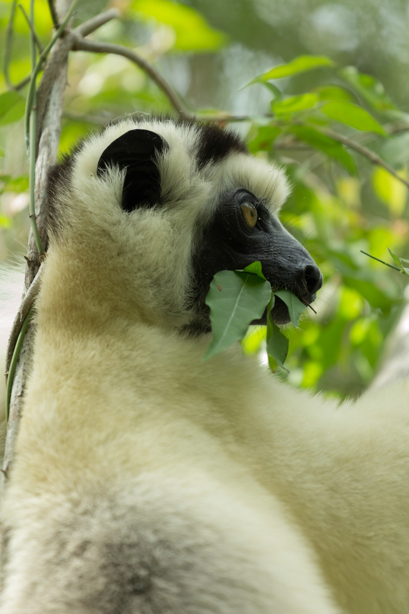 Kirindy, Toliara, Madagascar [Apr 2019]