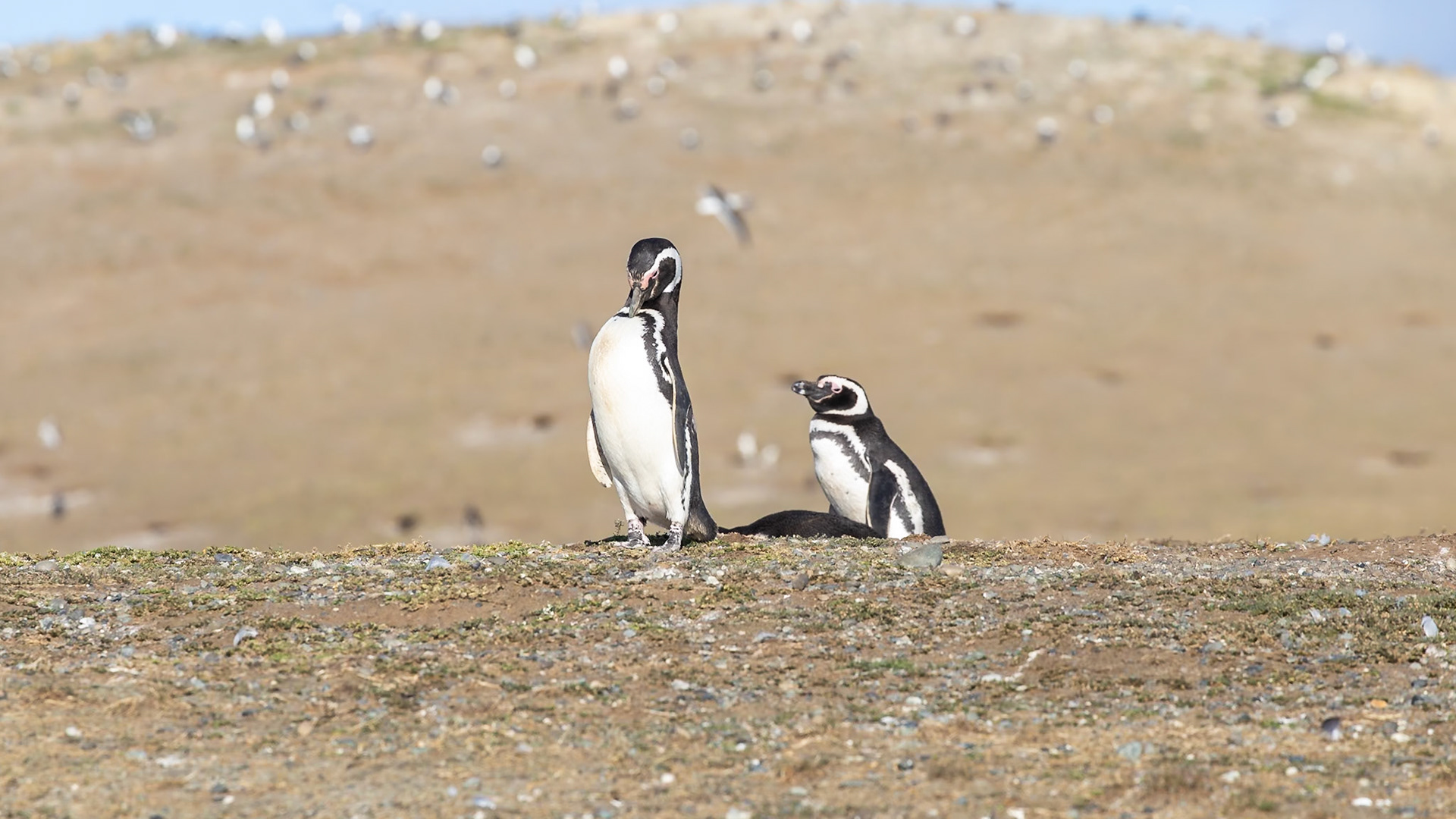 Punta Arenas, Magellan and the Chilean Antarctic, Chile [Jan 2024]