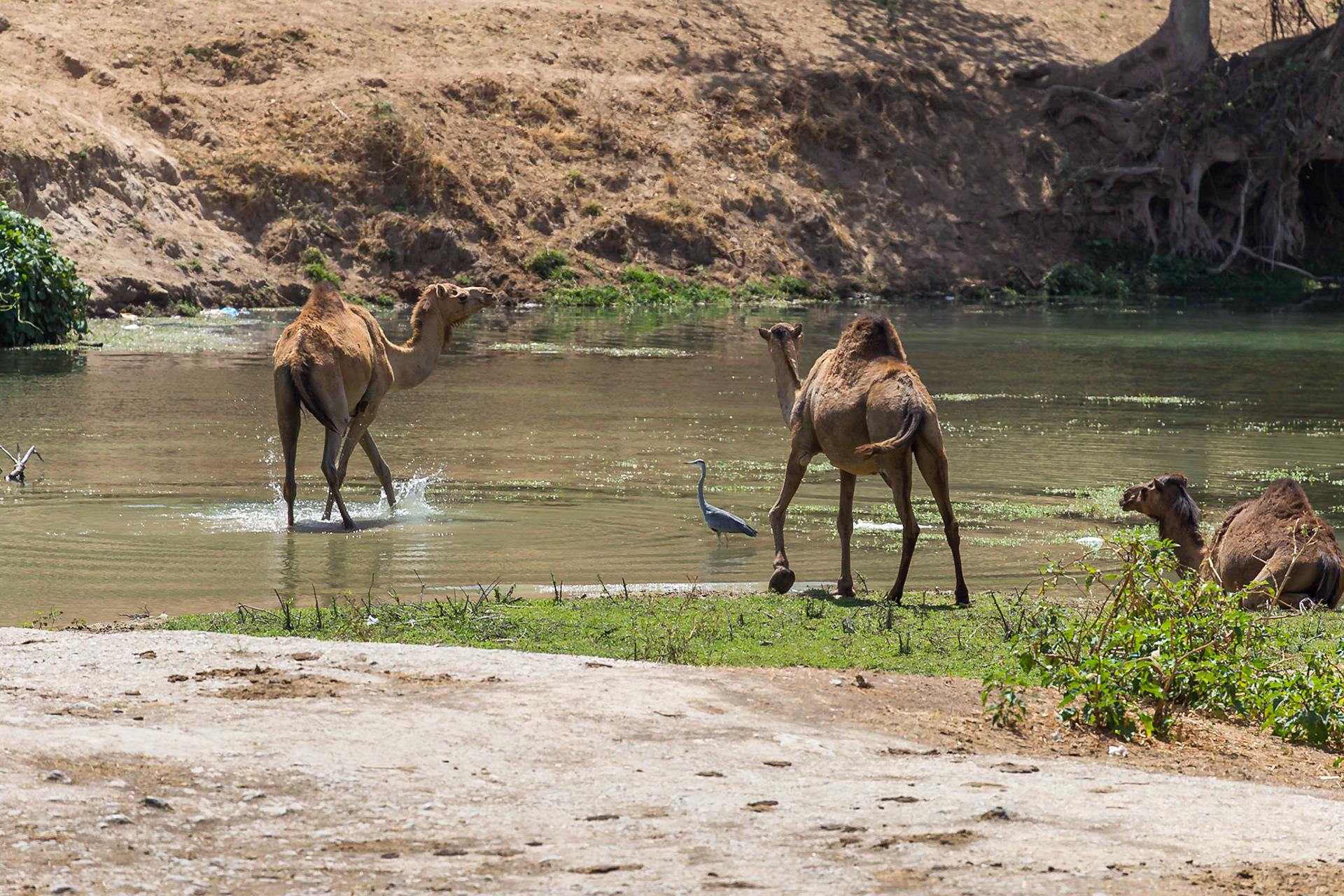 Taqah, Dhofar Governorate, Oman [Mar 2018]