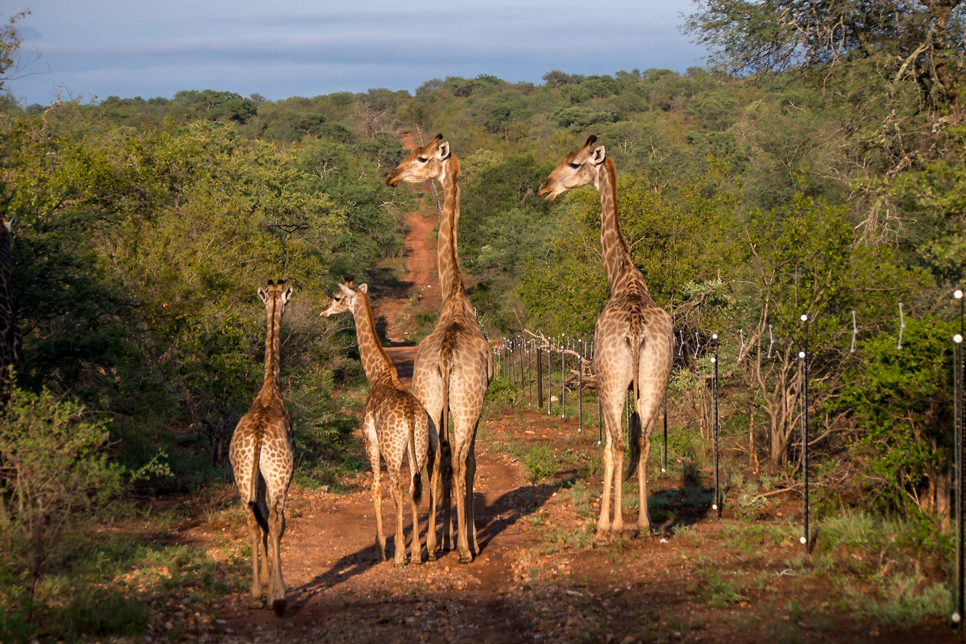 Makalali, Limpopo, South Africa [Mar 2016]