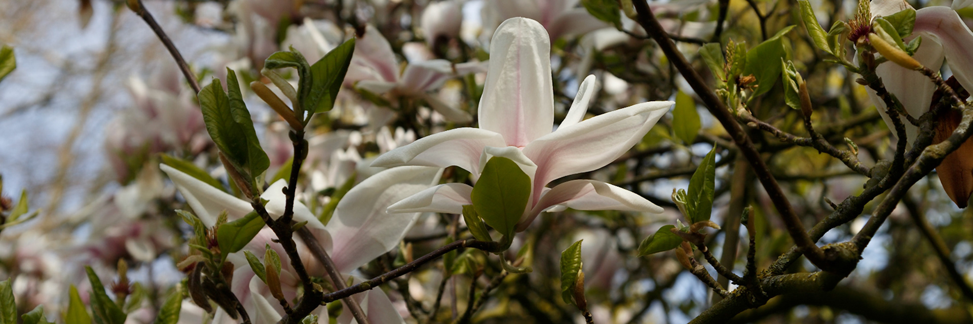 Lisse, South Holland, Netherlands [Apr 2025]