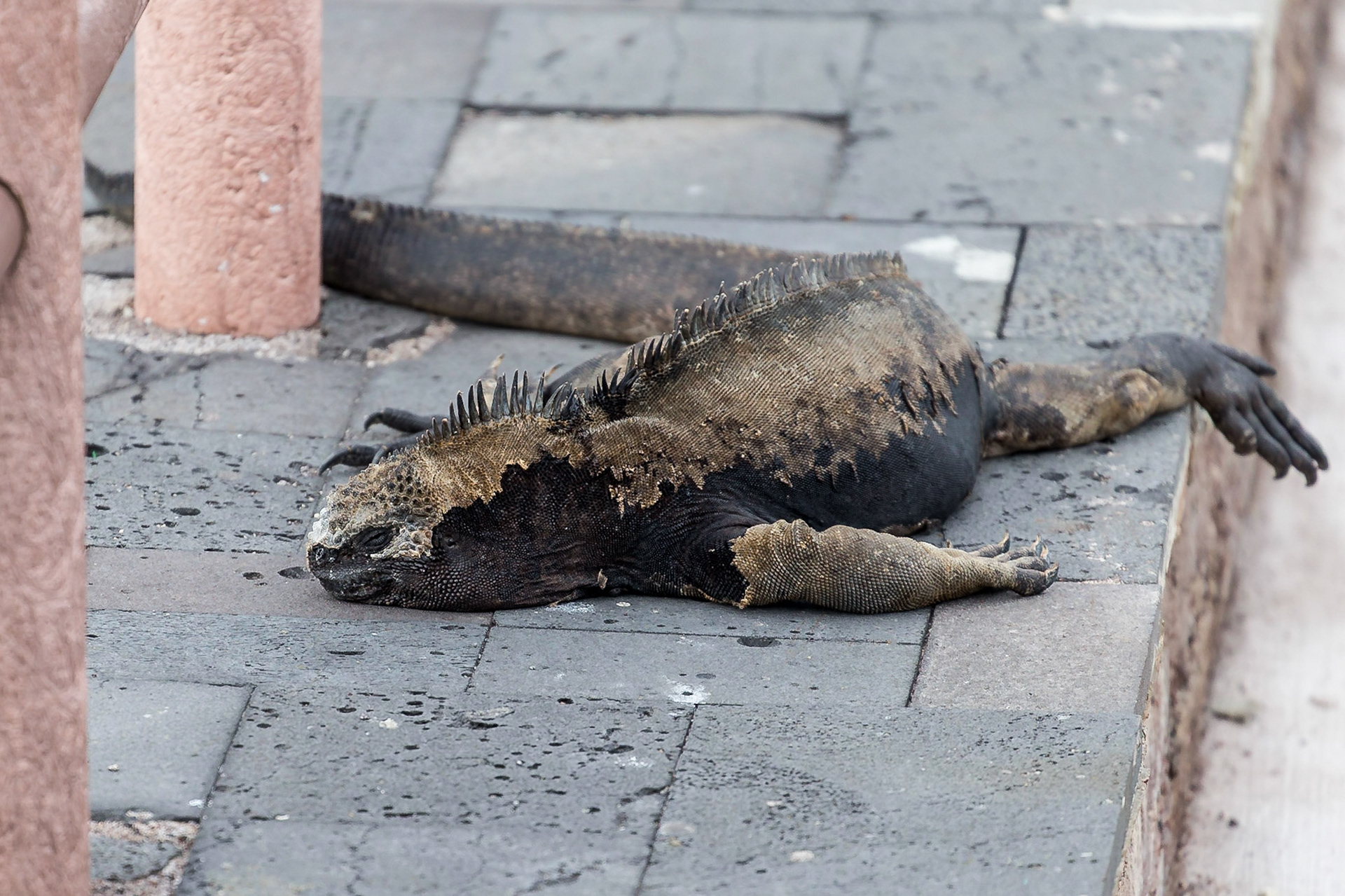 San Cristóbal Canton, Galápagos, Ecuador [Mar 2022]