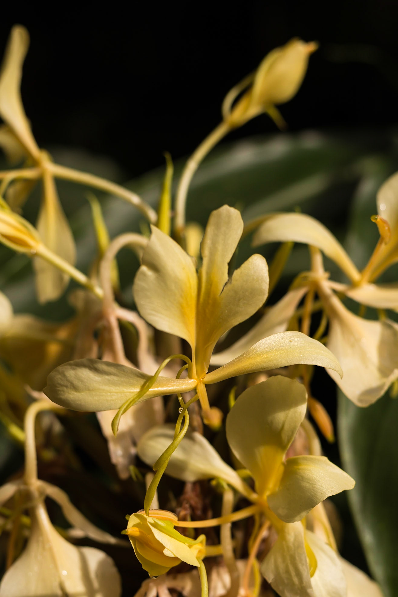 Andasibe, Analamazaotra, Madagascar [Apr 2019]