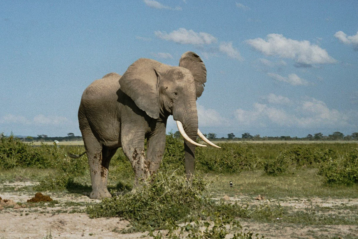 Entonet, Kajiado, Kenya [Dec 2004]