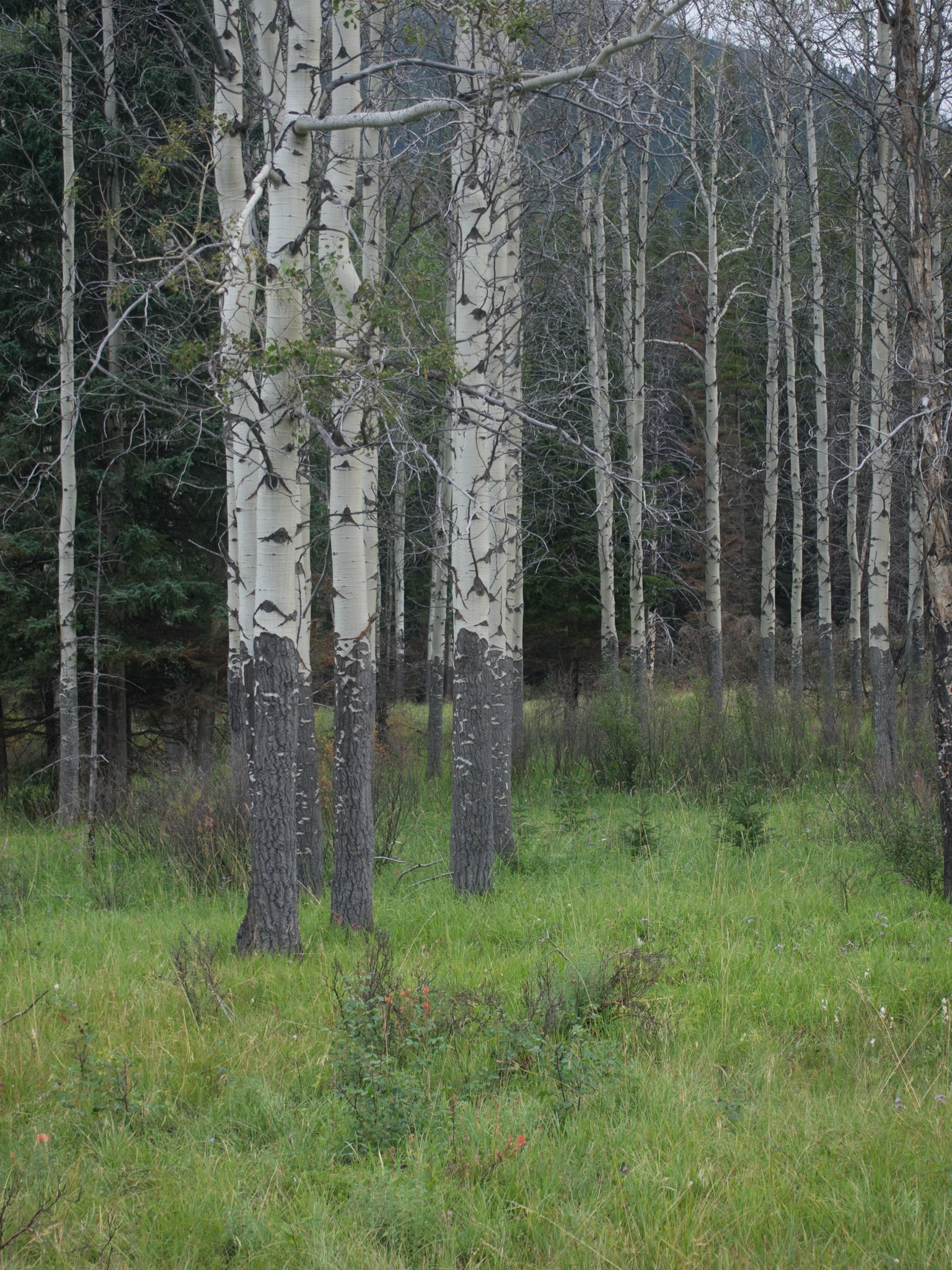 , Alberta, Canada [Aug 2014]
