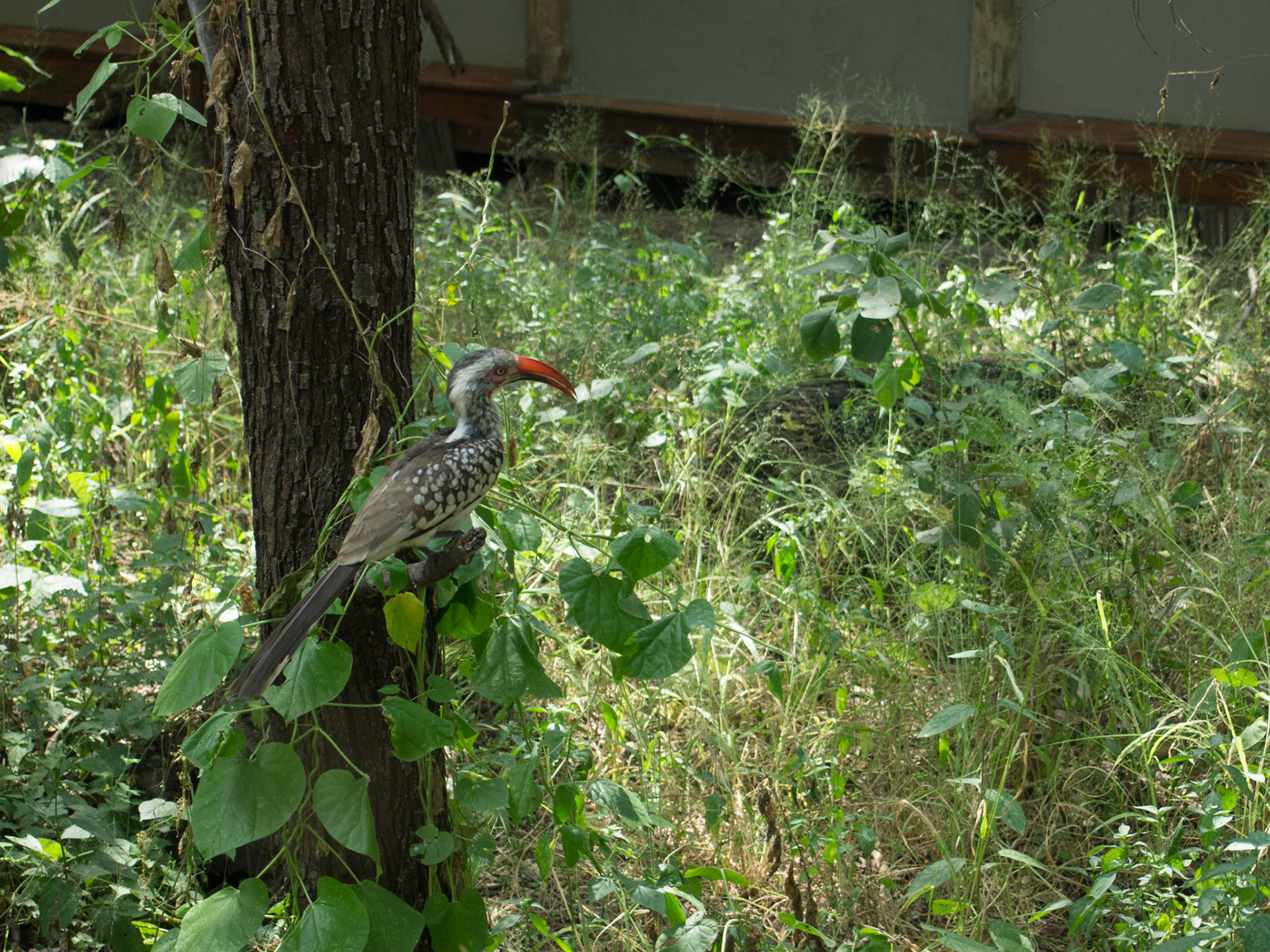 Savuti, North West, Botswana [Apr 2014]