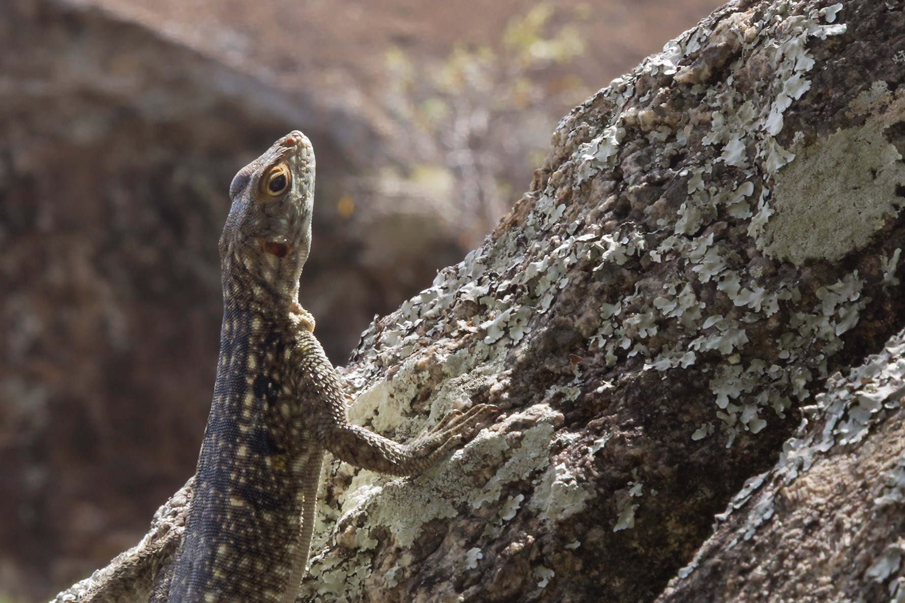 Anja Community Reserve, Haute Matsiatra, Madagascar [Apr 2019]